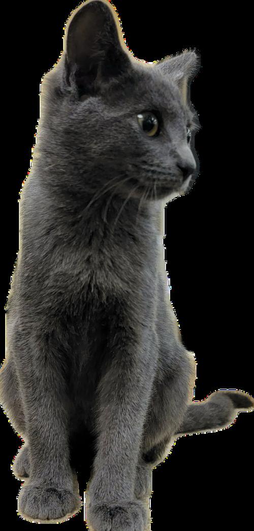 Enlarge Sky, a Adoptable Domestic Medium Hair in Alpharetta, GA image 3/3