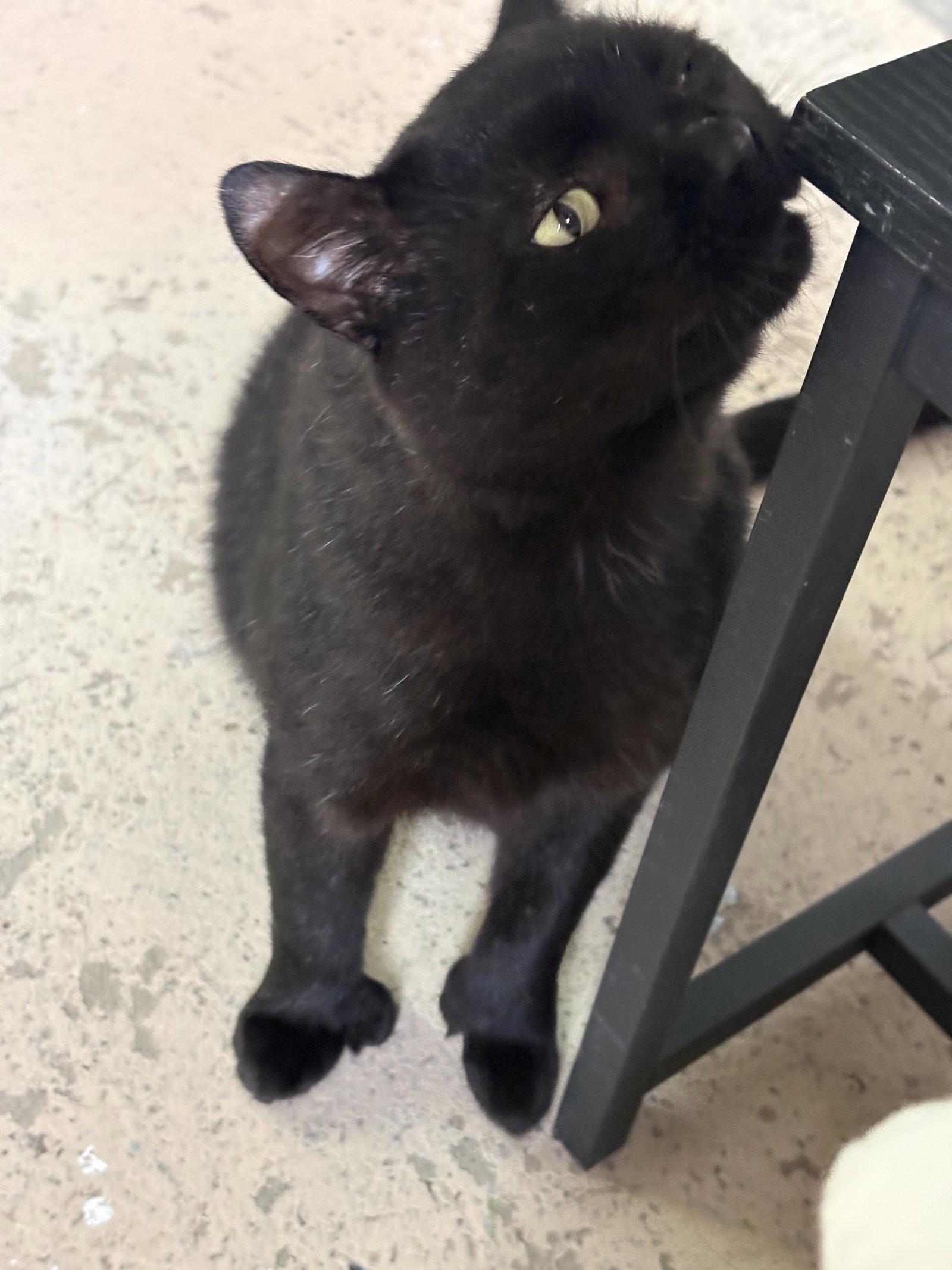Hunter, Adoptable, Adult Male Bombay.