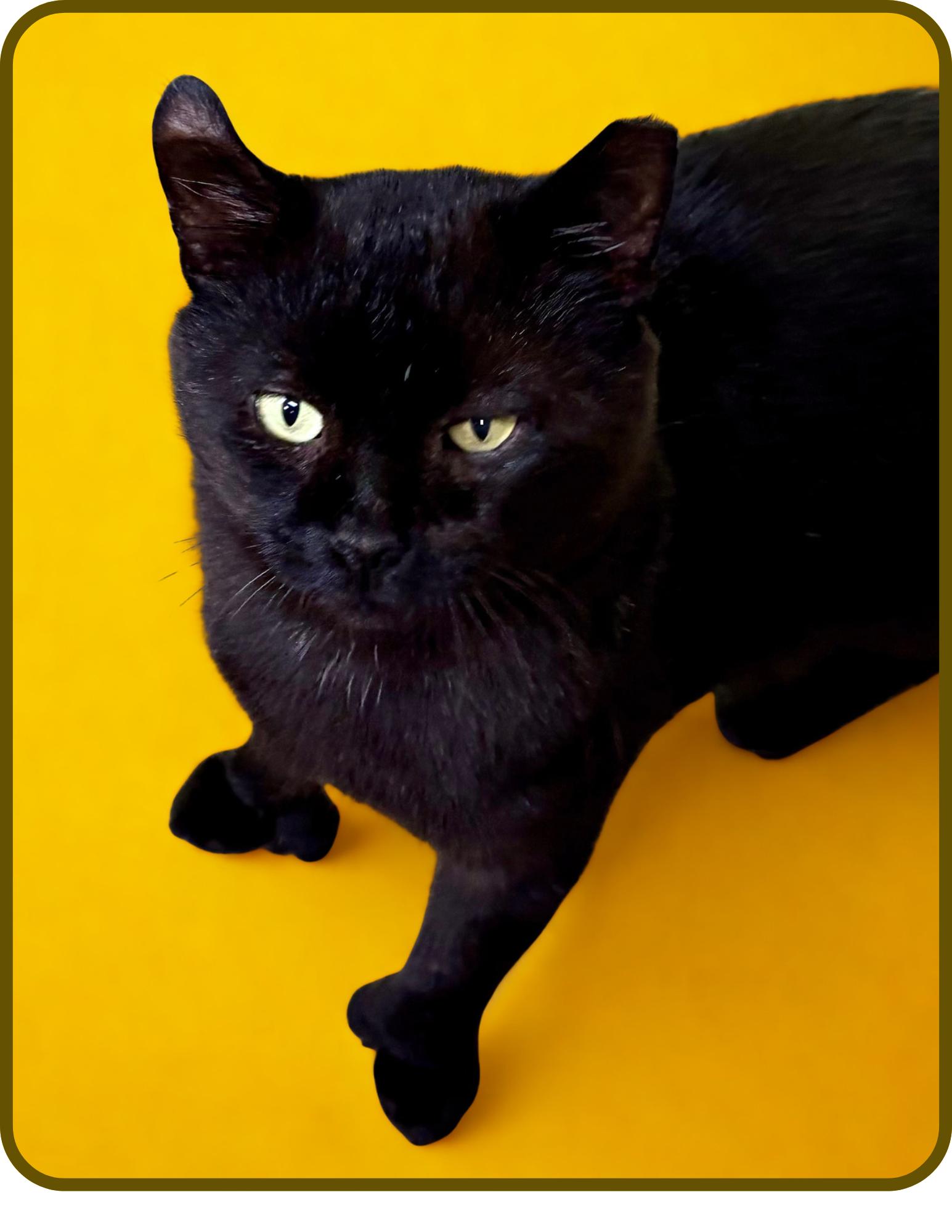 Hunter, a Adoptable Bombay in Flint Hill, VA image 2/3