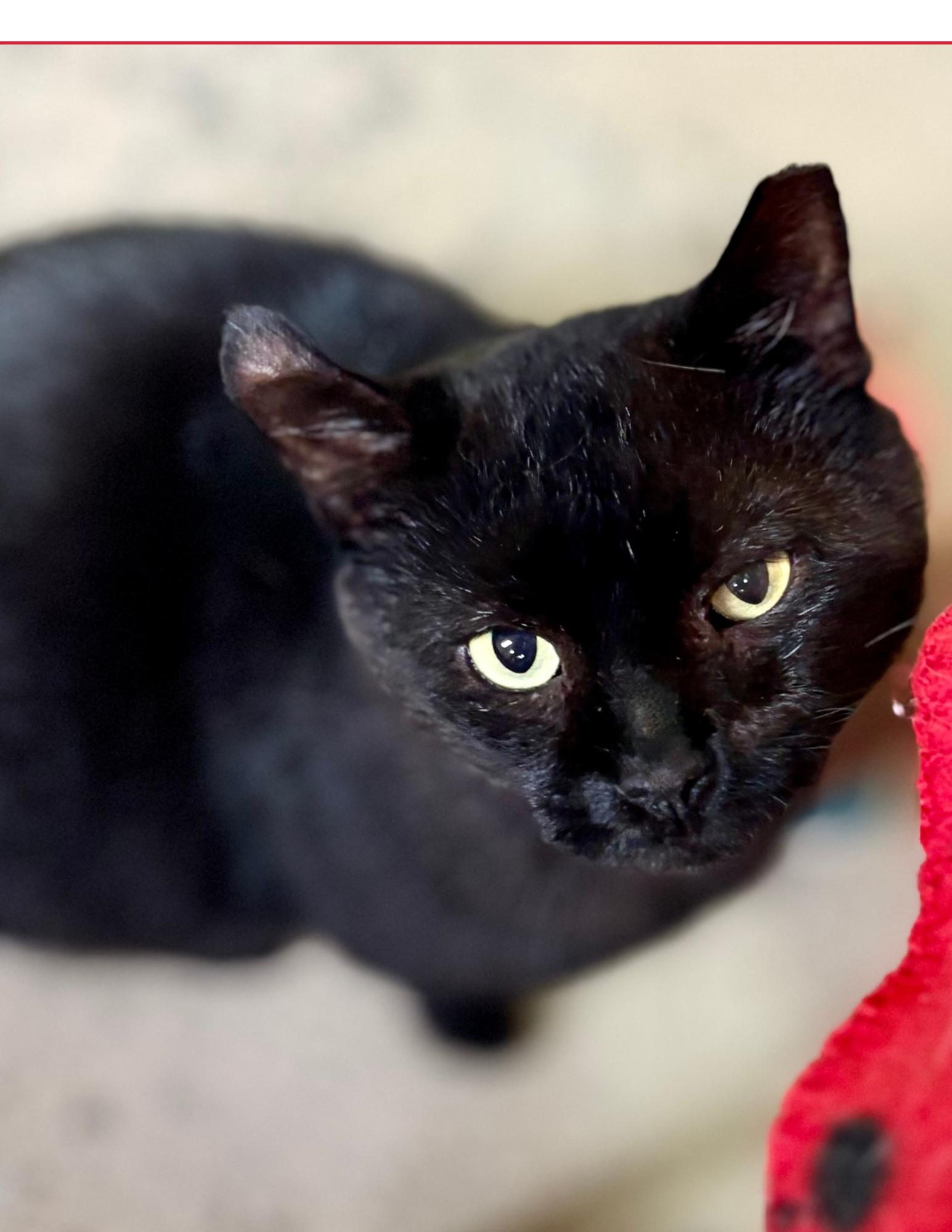 Hunter, a Adoptable Bombay in Flint Hill, VA image 3/3