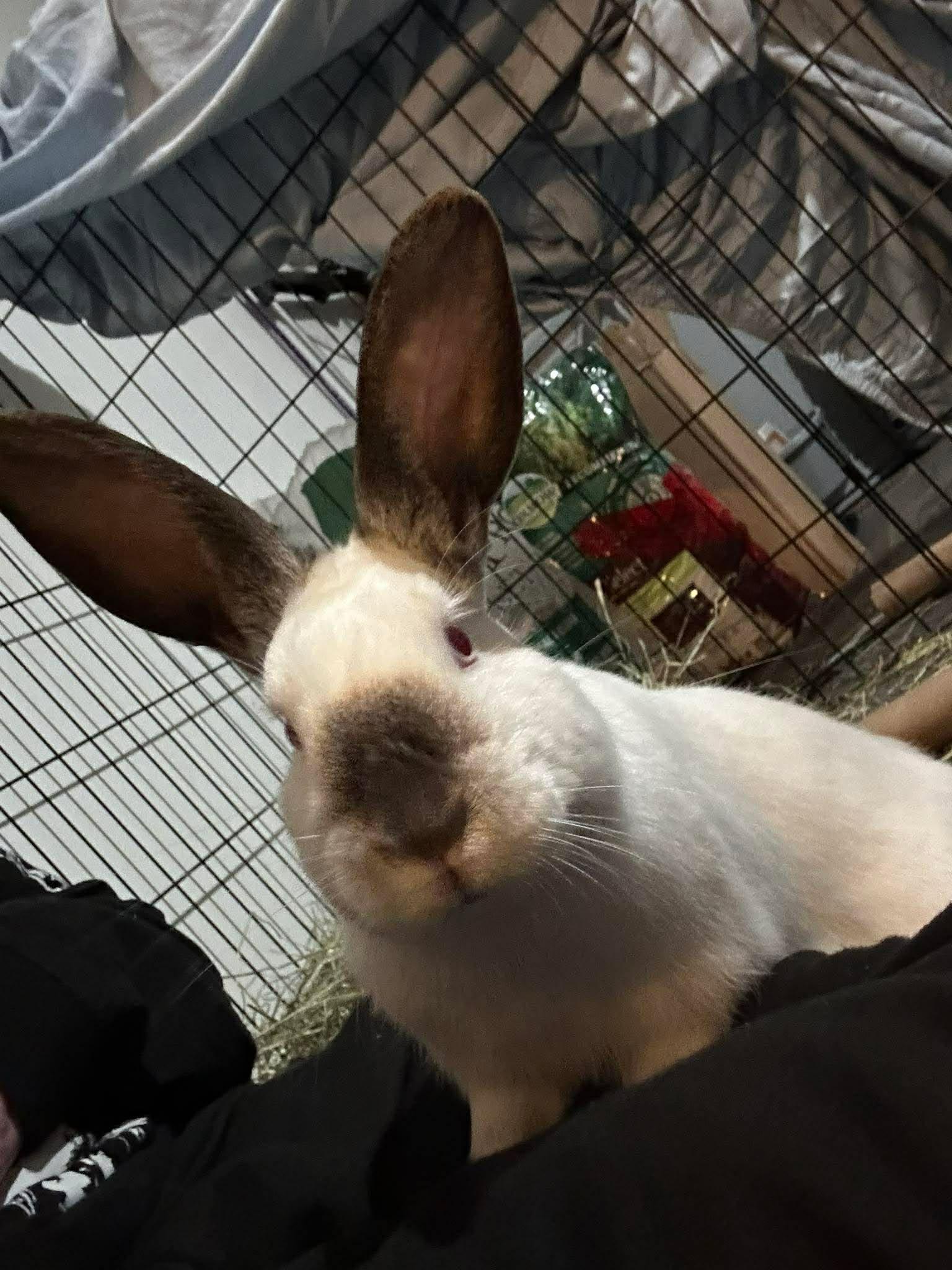 Enlarge Sauron, a ADOPTABLE Californian in wichita, KS image 2/5