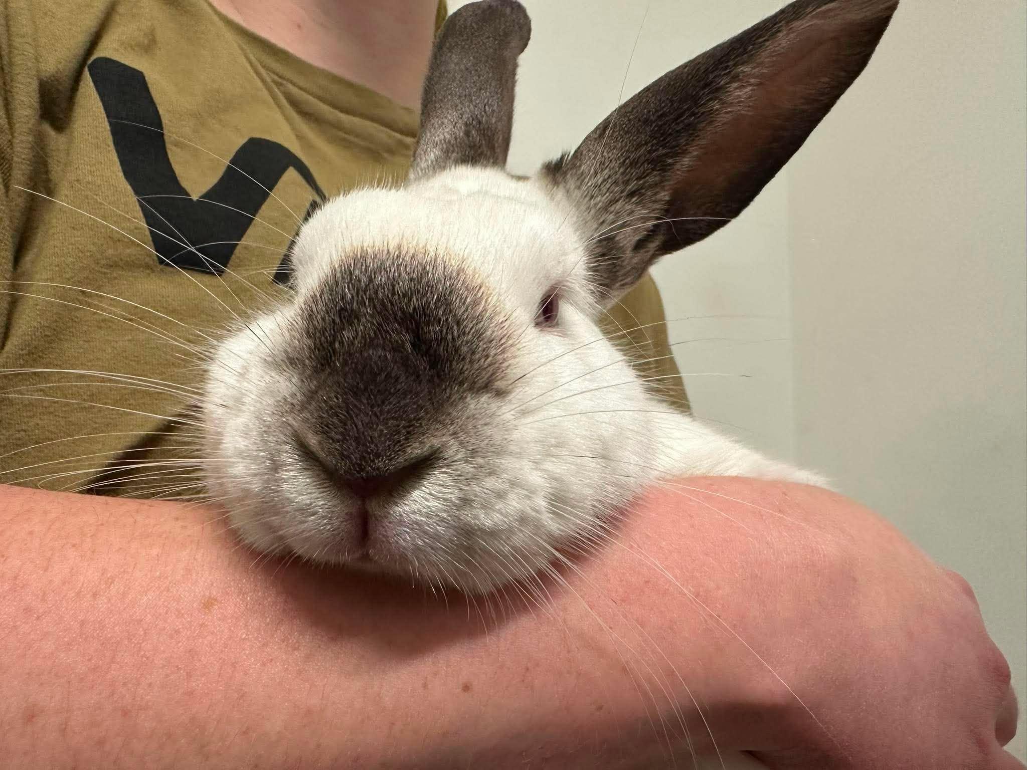 Sauron, ADOPTABLE, Young Male Californian.