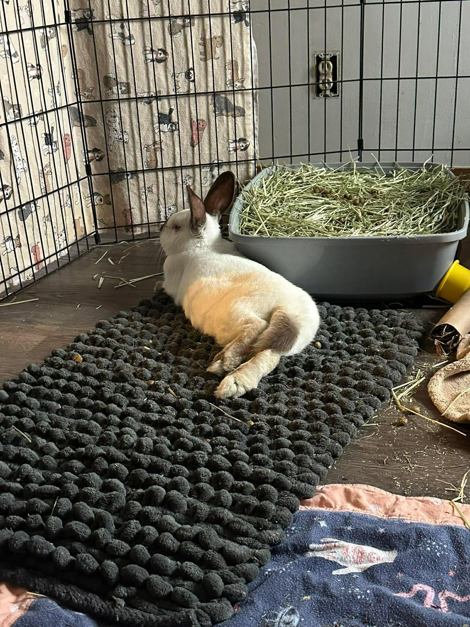 Enlarge Sauron, a ADOPTABLE Californian in wichita, KS image 4/5