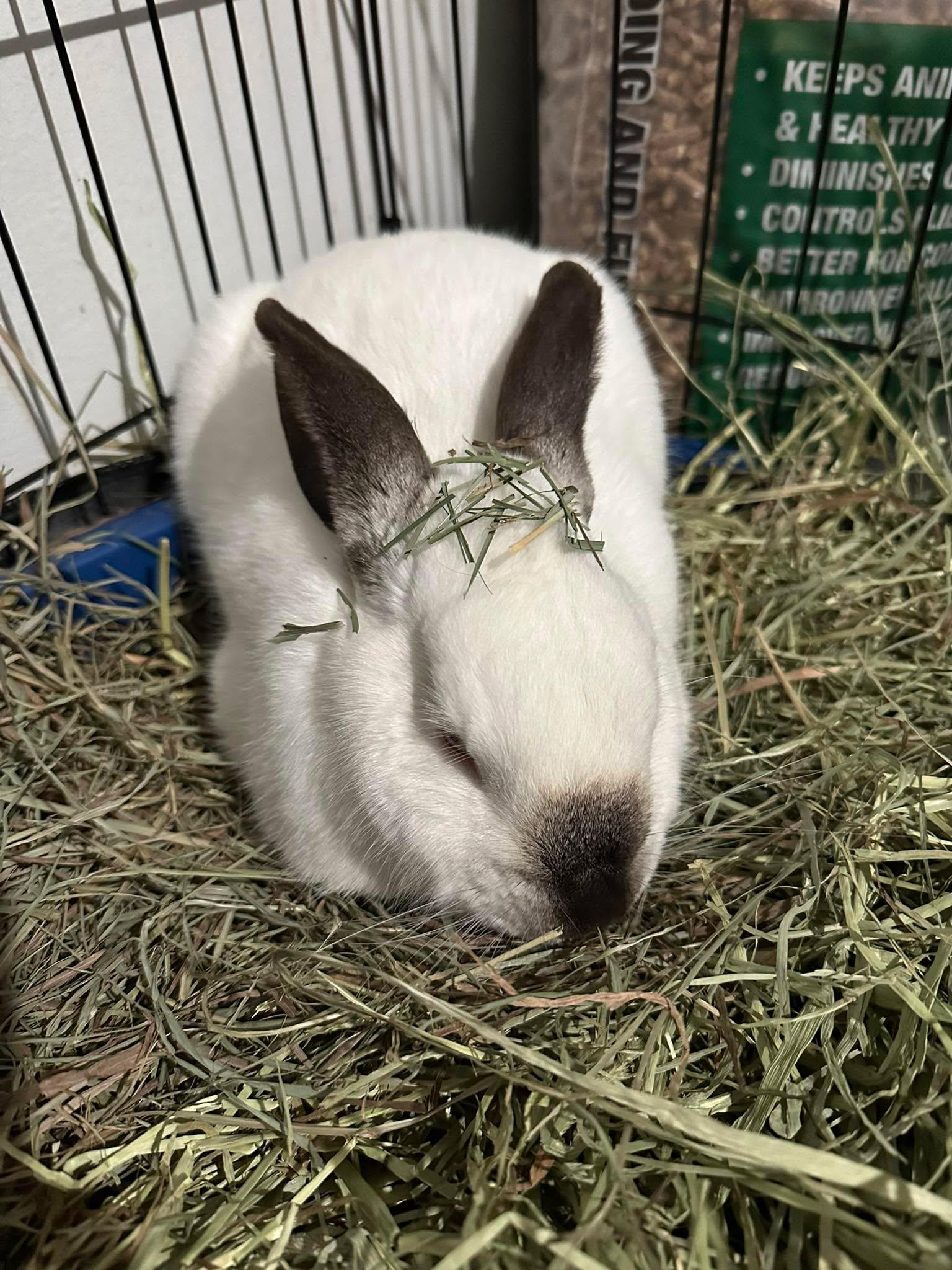 Enlarge Sauron, a ADOPTABLE Californian in wichita, KS image 3/5