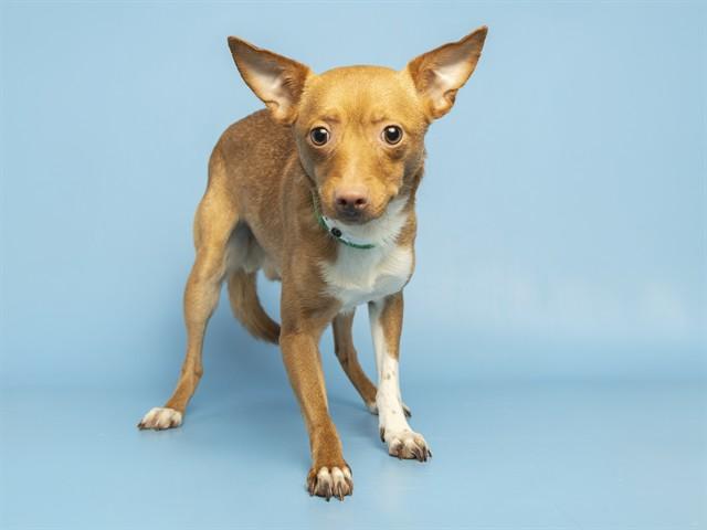 Enlarge FLACO, a Adoptable Chihuahua in Phoenix, AZ image 1/1