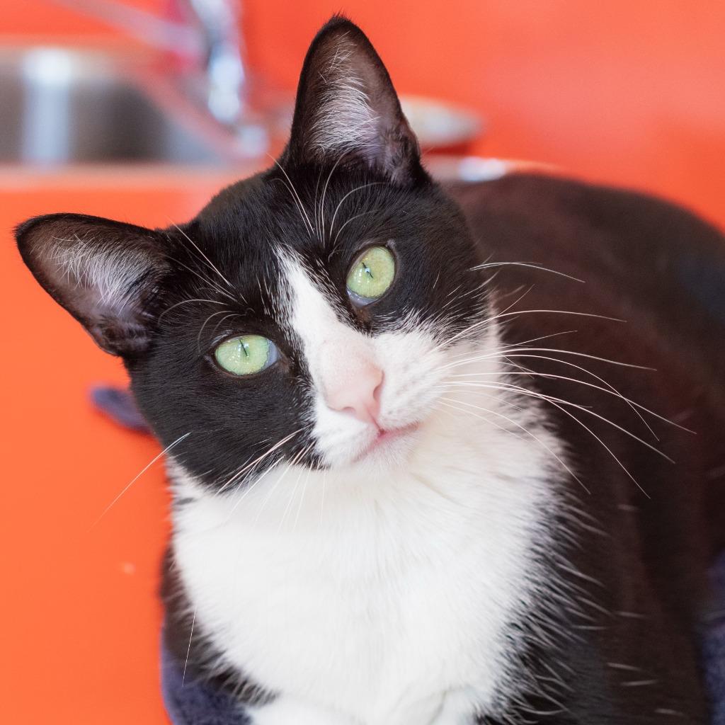Dyson, Adoptable, Adult Male Domestic Short Hair.