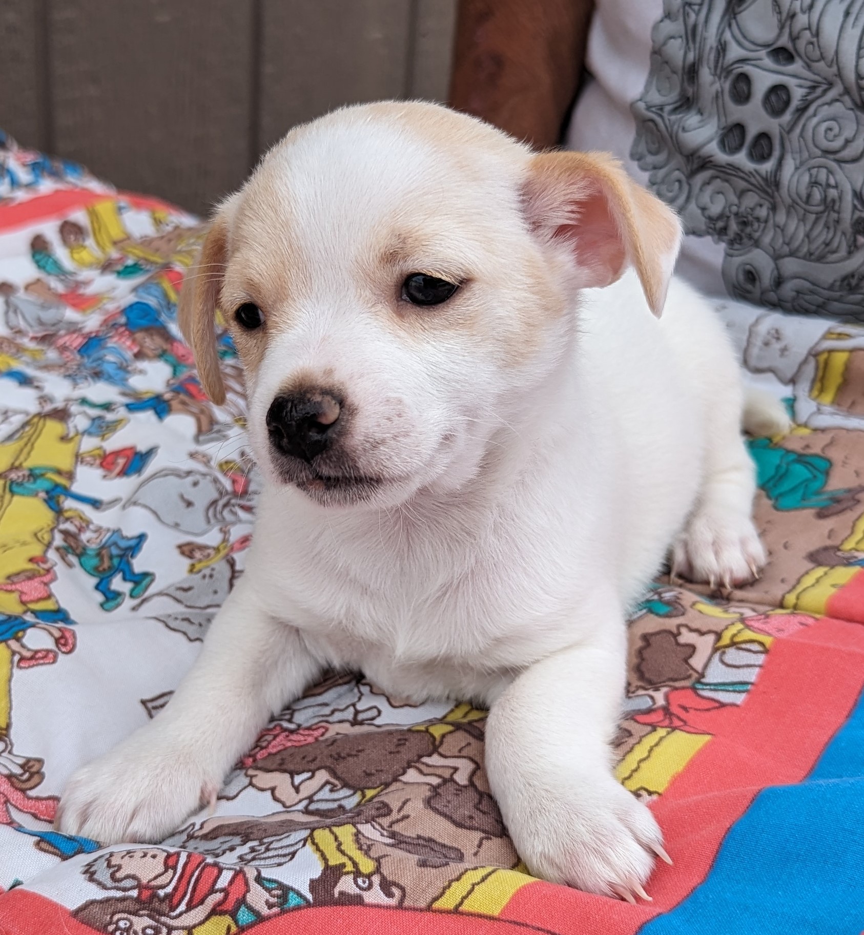 Cody, Adopted, Puppy Male Chihuahua.