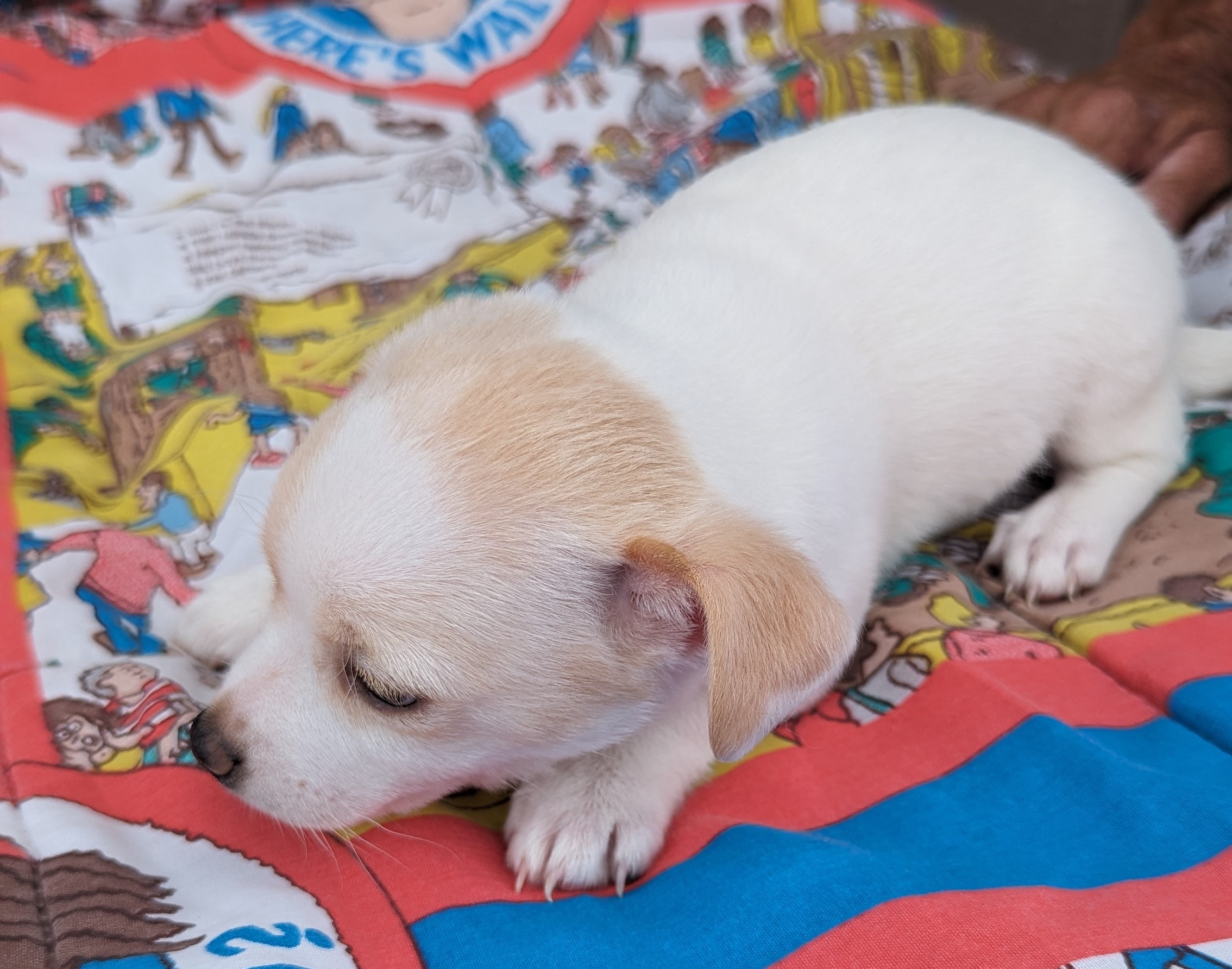 Cody, a Adopted mixed breed in Albuquerque, NM image 3/3