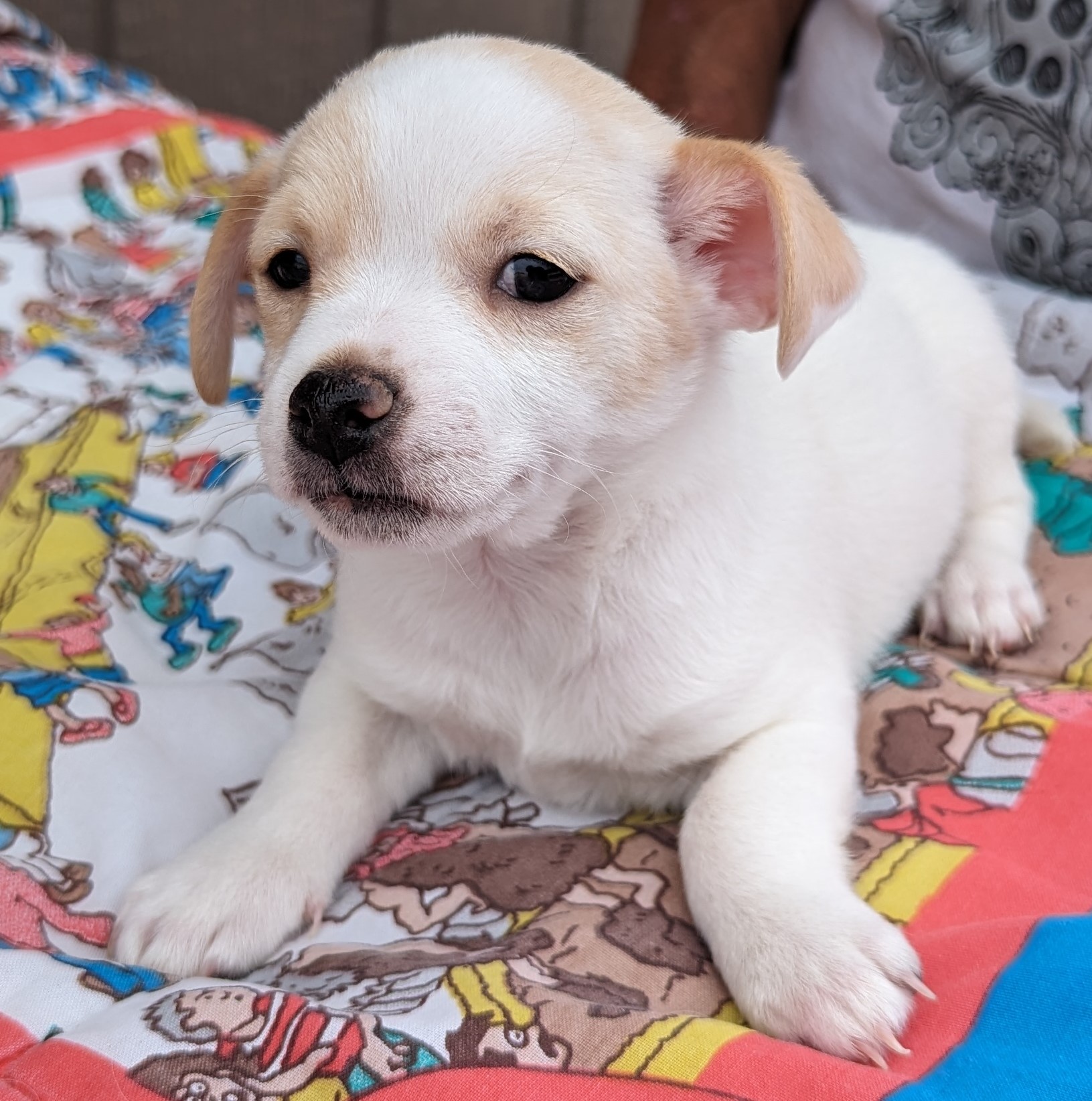 Cody, a Adopted mixed breed in Albuquerque, NM image 2/3