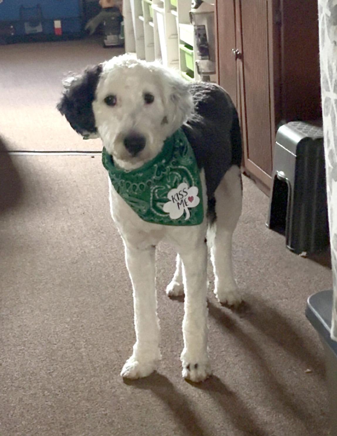 Enlarge Janet, a ADOPTABLE mixed breed in Lincoln, MA image 2/3