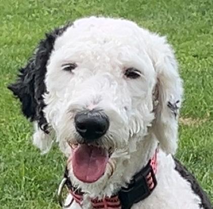 Enlarge Janet, a ADOPTABLE mixed breed in Lincoln, MA image 3/3