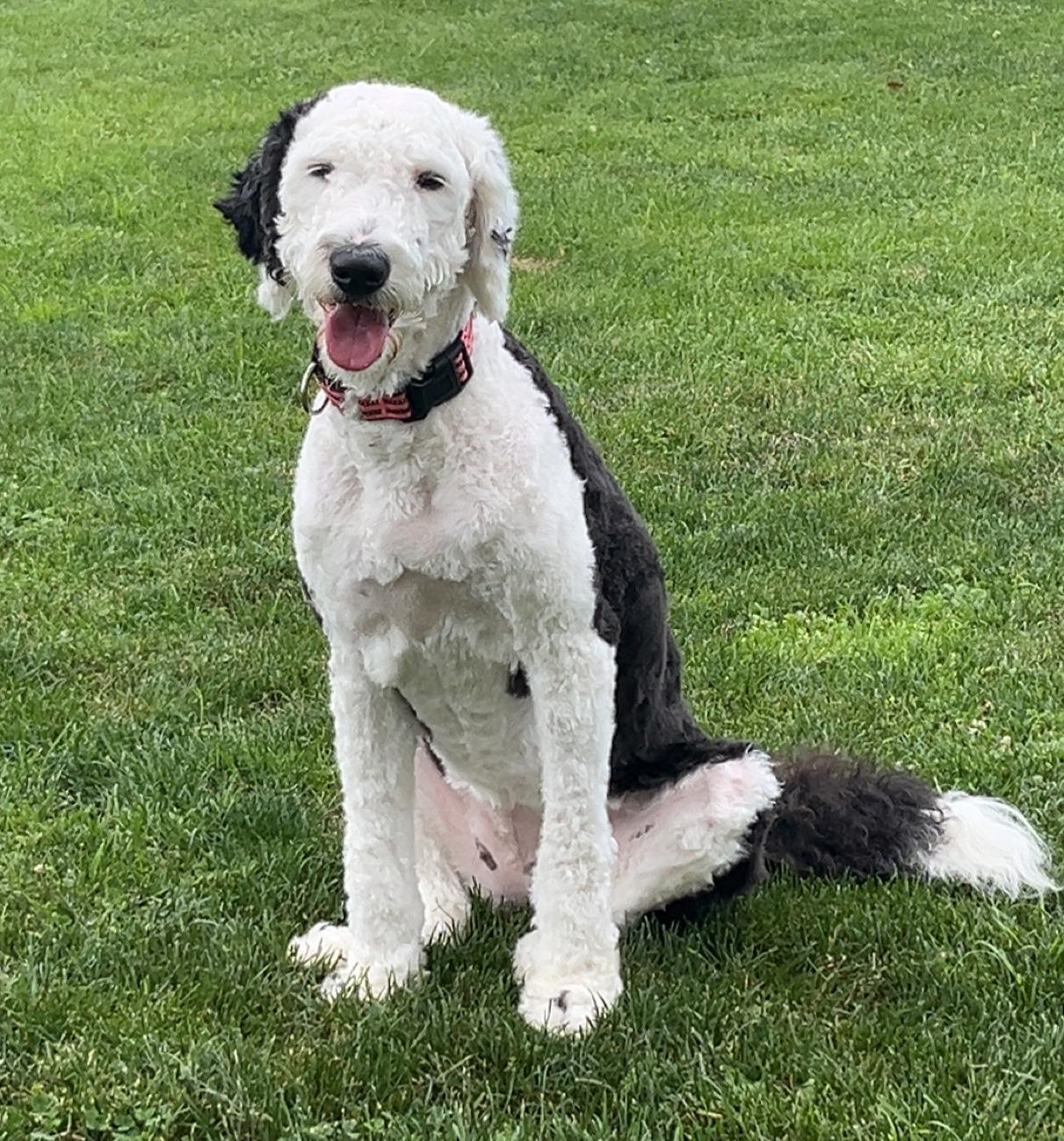 Enlarge Janet, a ADOPTABLE mixed breed in Lincoln, MA image 1/3