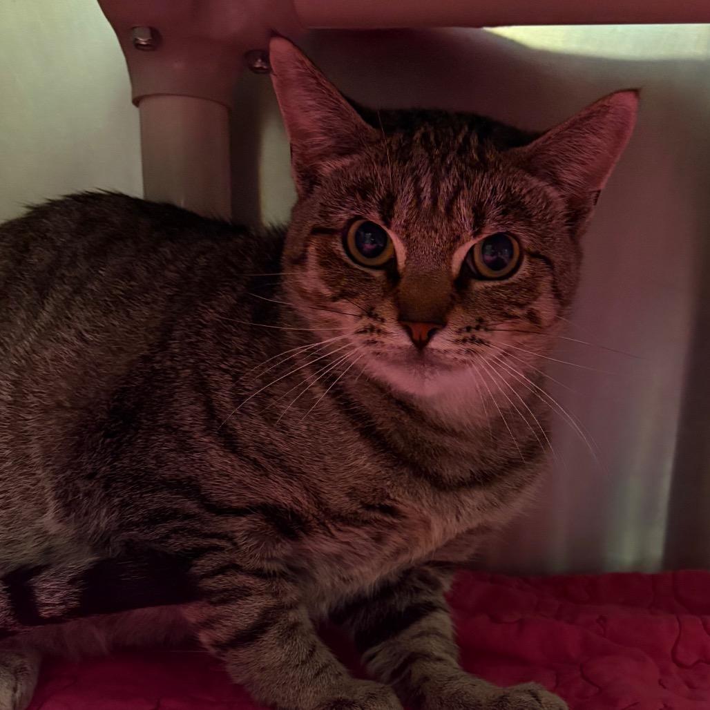 Tabby-tha, Adoptable, Young Female Domestic Short Hair.