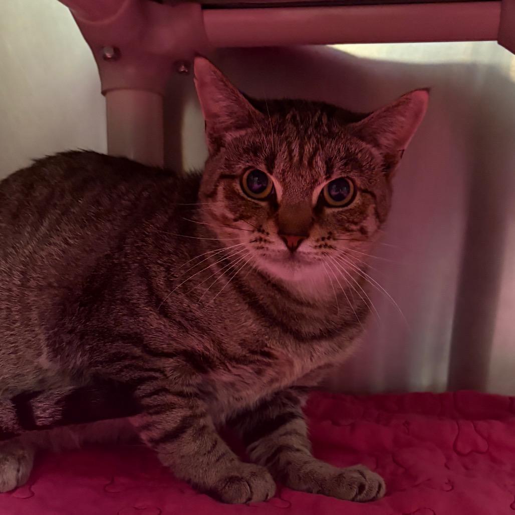 Enlarge Tabby-tha, a Adoptable Domestic Short Hair in Fredericksburg, VA image 2/6