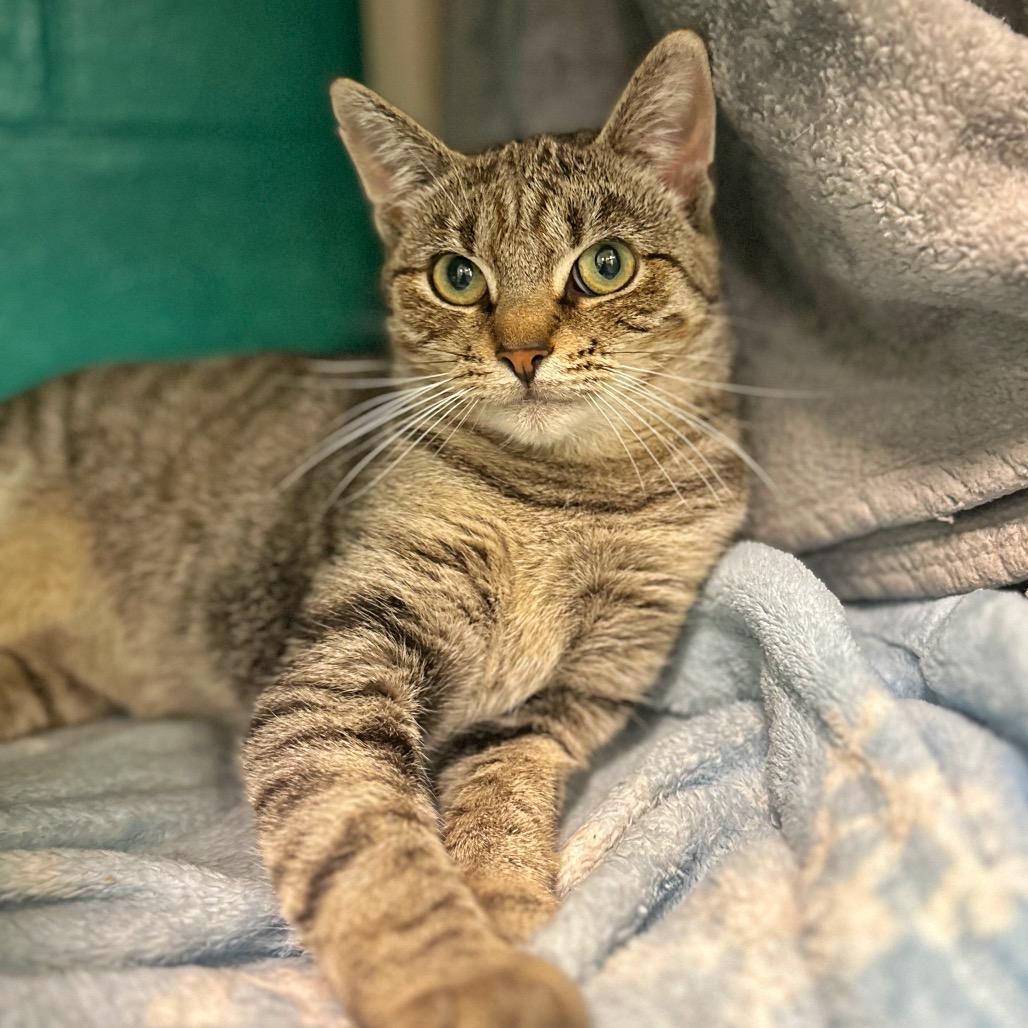 Enlarge Tabby-tha, a Adoptable Domestic Short Hair in Fredericksburg, VA image 3/6