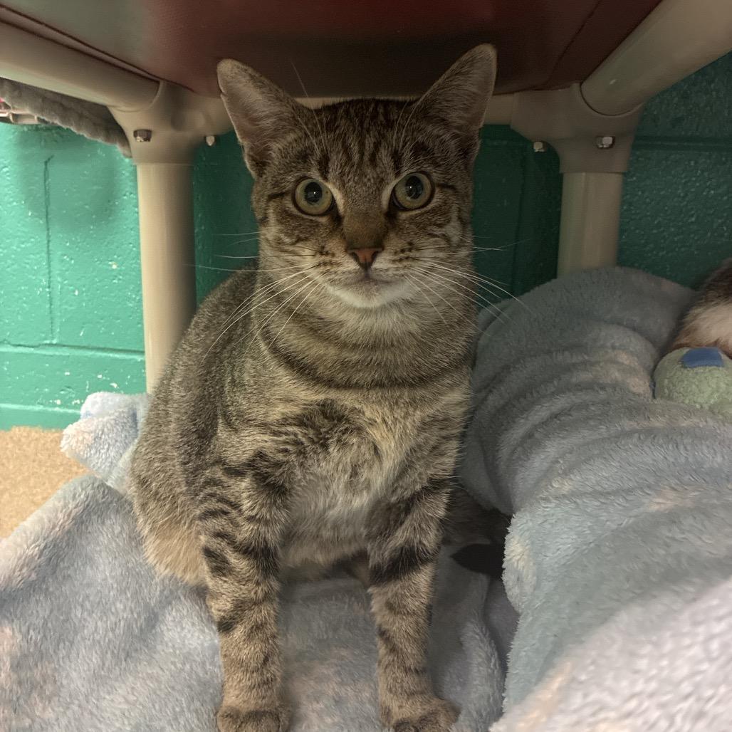 Enlarge Tabby-tha, a Adoptable Domestic Short Hair in Fredericksburg, VA image 4/6