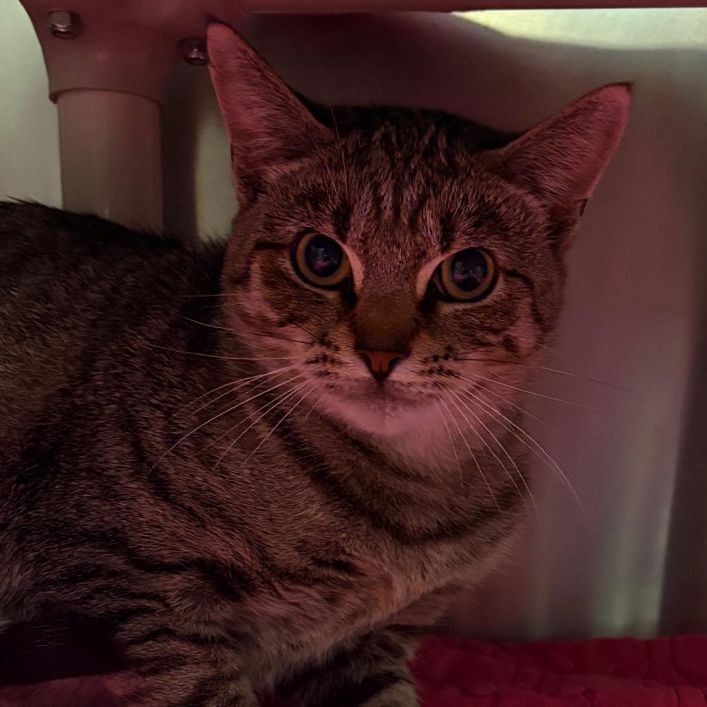 Enlarge Tabby-tha, a Adoptable Domestic Short Hair in Fredericksburg, VA image 5/6