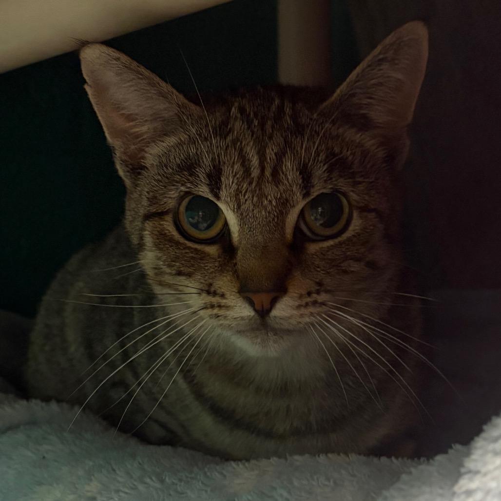Enlarge Tabby-tha, a Adoptable Domestic Short Hair in Fredericksburg, VA image 6/6