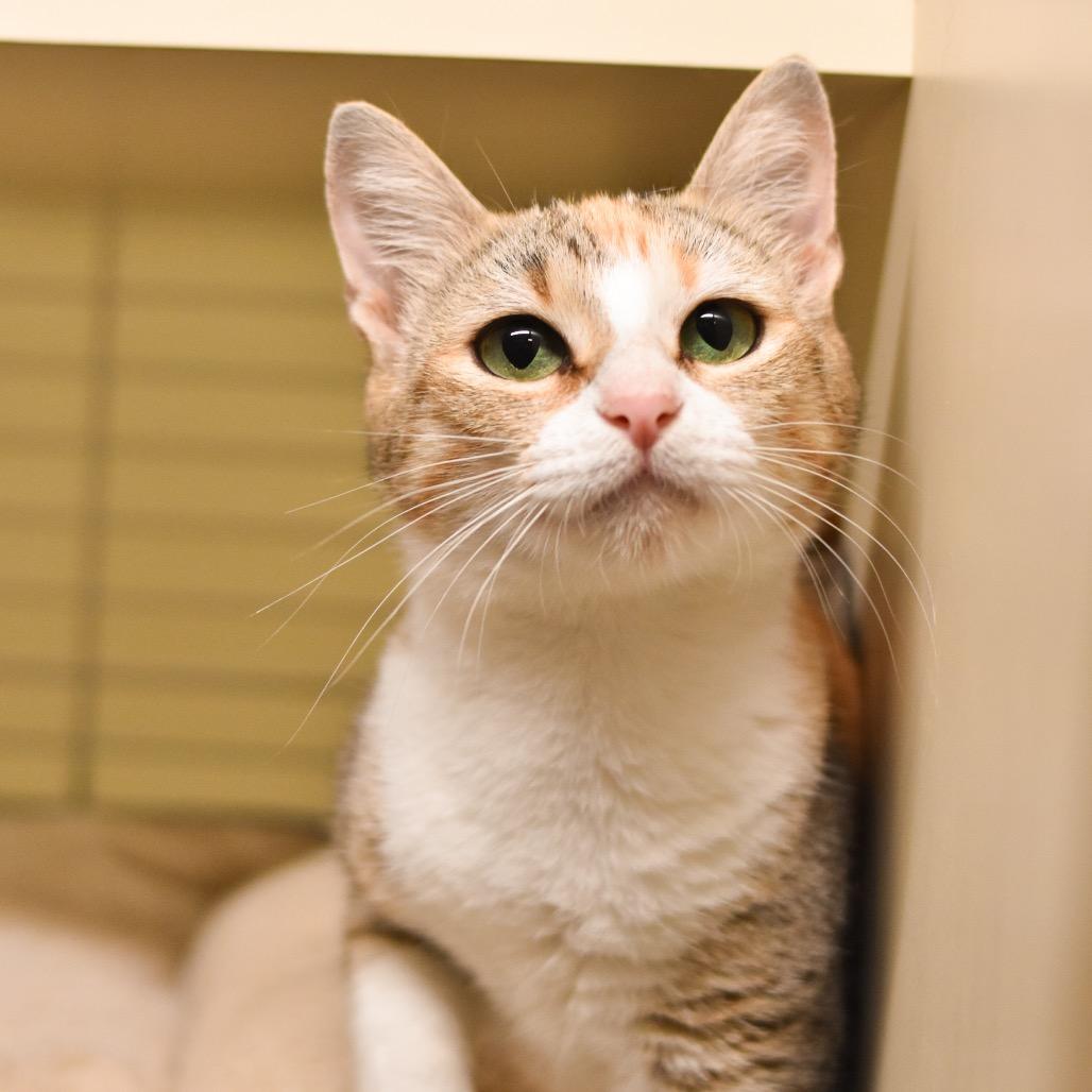 Enlarge Honeydew, a Adoptable Domestic Short Hair in Kailua Kona, HI image 1/5