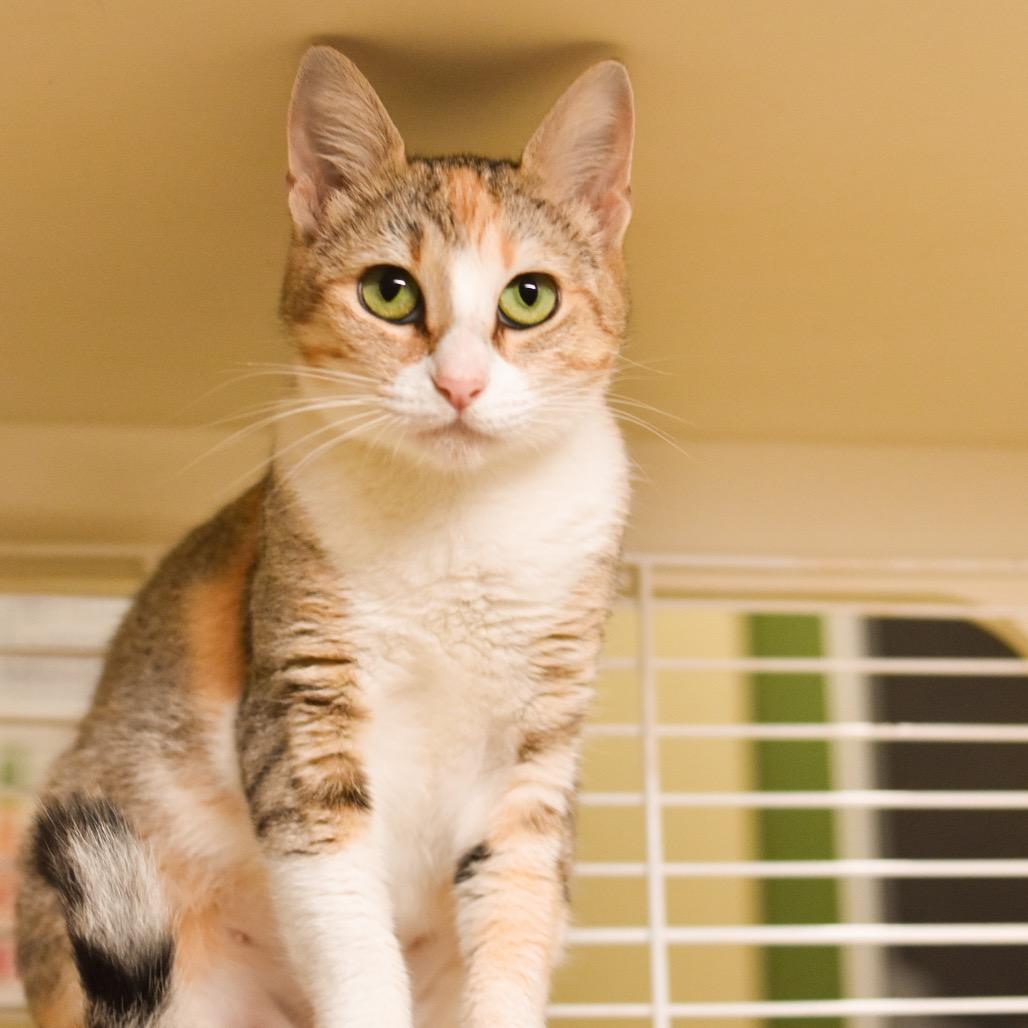 Enlarge Honeydew, a Adoptable Domestic Short Hair in Kailua Kona, HI image 2/5