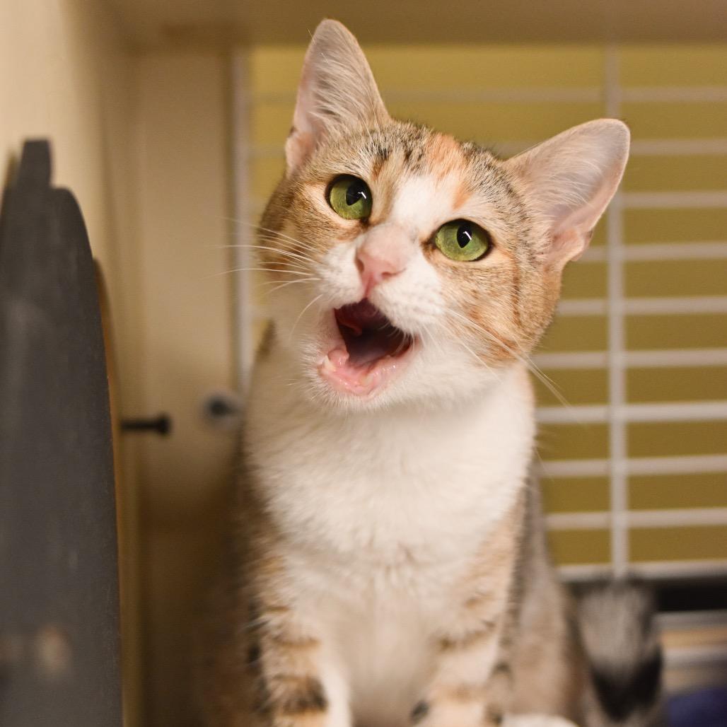 Enlarge Honeydew, a Adoptable Domestic Short Hair in Kailua Kona, HI image 3/5