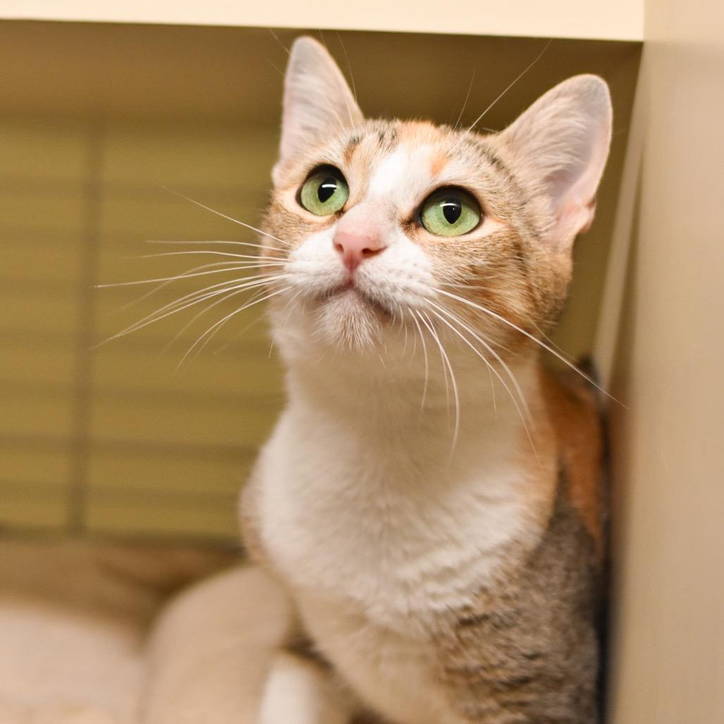 Enlarge Honeydew, a Adoptable Domestic Short Hair in Kailua Kona, HI image 4/5