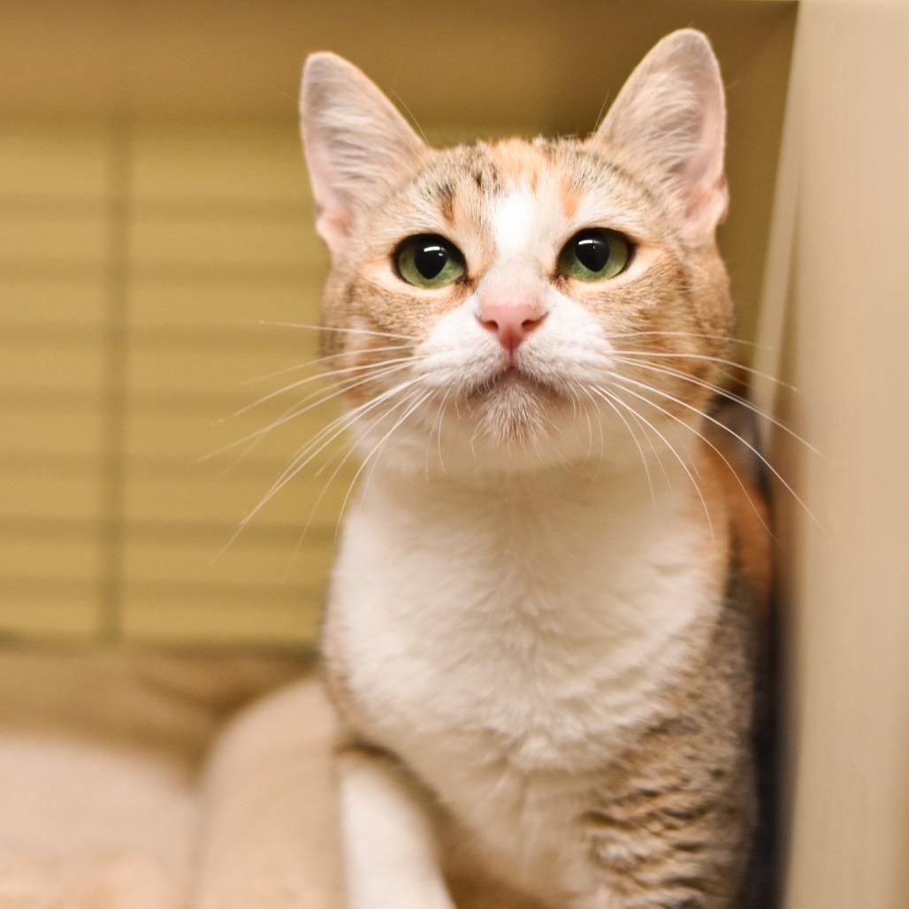 Enlarge Honeydew, a Adoptable Domestic Short Hair in Kailua Kona, HI image 5/5