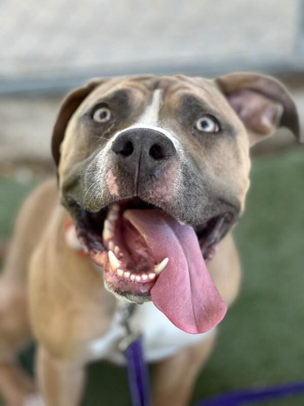 Root Beer Float **Courtesy Post. Out of town pet. See below for details**