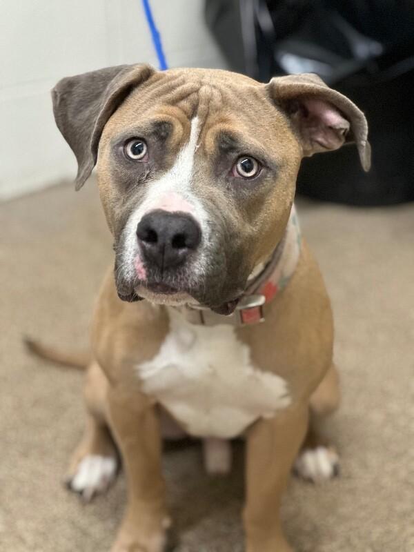 Root Beer Float **Courtesy Post. Out of town pet. See below for details**