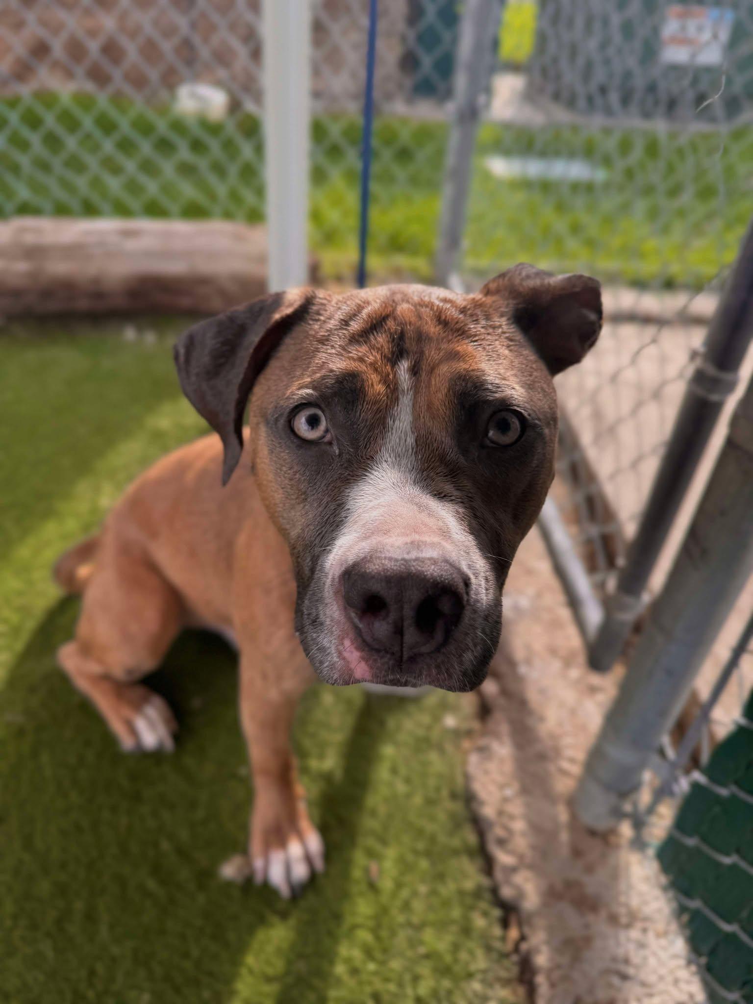 Root Beer Float **Courtesy Post. Out of town pet. See below for details**