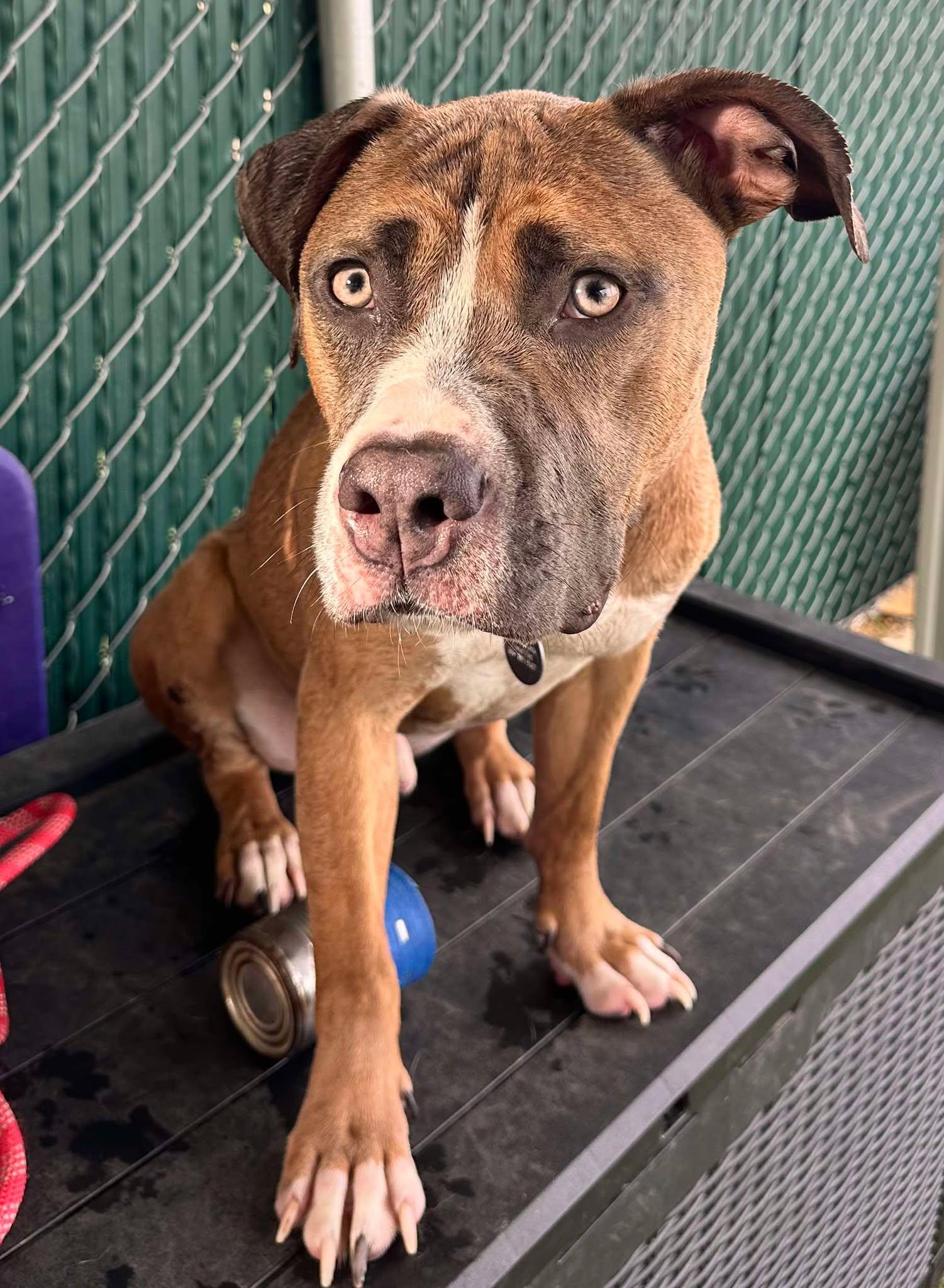 Root Beer Float **Courtesy Post. Out of town pet. See below for details**