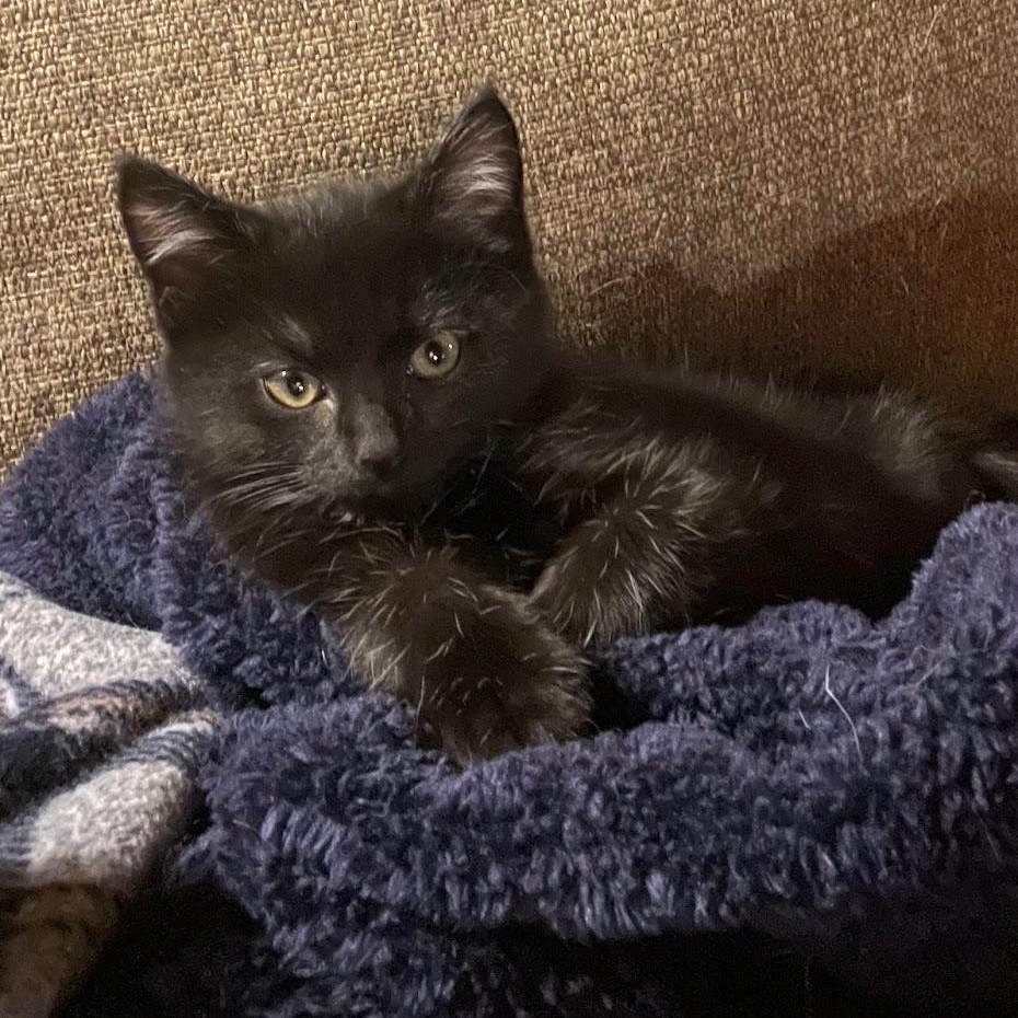 Mystique - In Foster