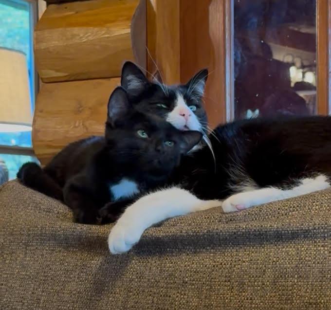 Mystique, a Adoptable Domestic Short Hair in West Jefferson, OH image 3/6