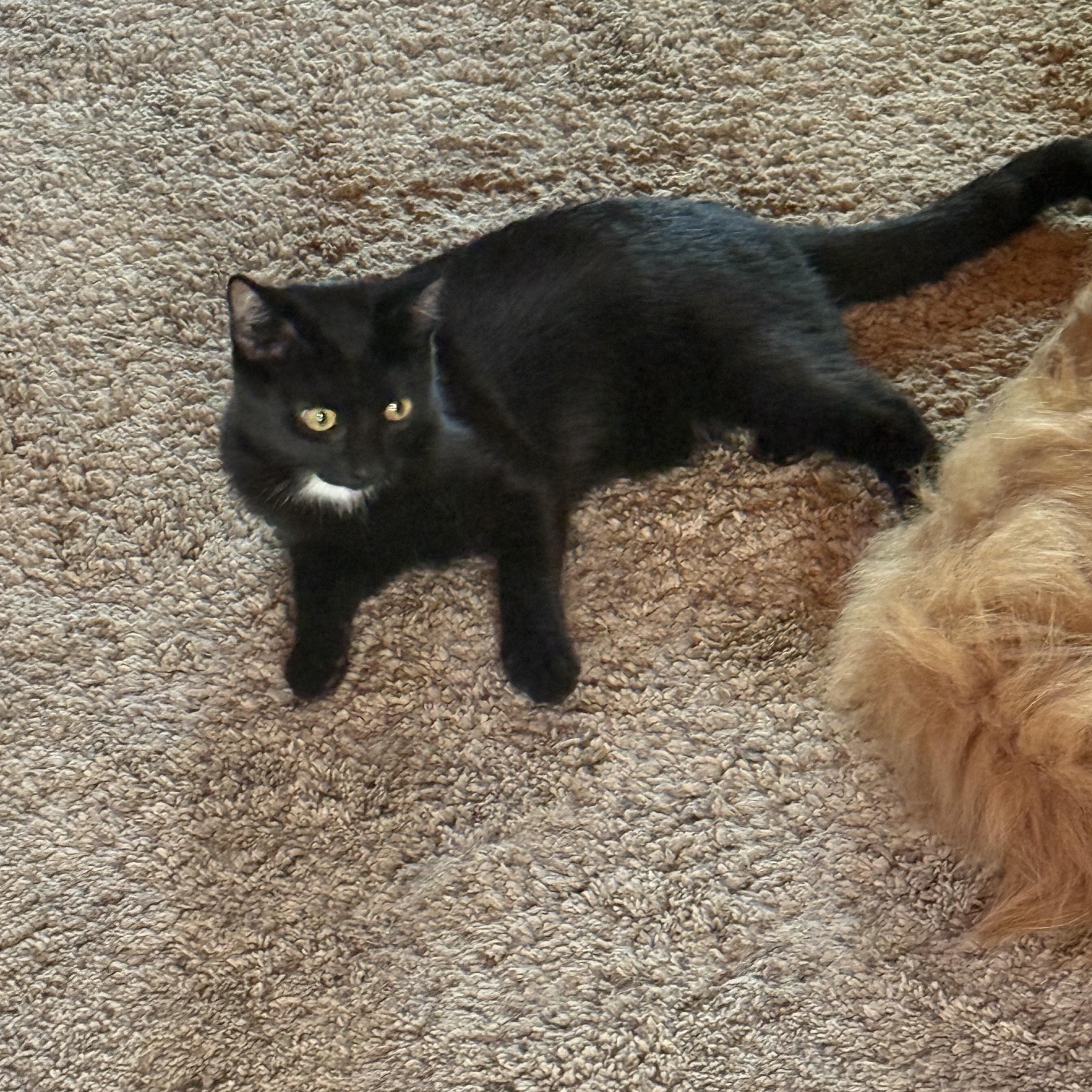 Mystique, a Adoptable Domestic Short Hair in West Jefferson, OH image 6/6