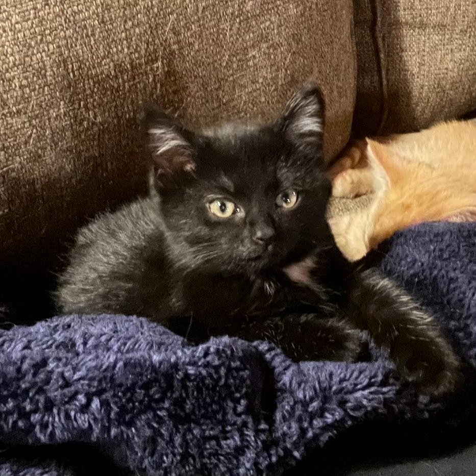 Mystique, a Adoptable Domestic Short Hair in West Jefferson, OH image 5/6