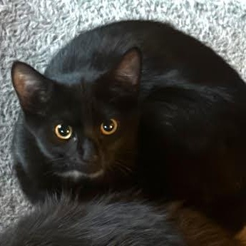 Mystique, a Adoptable Domestic Short Hair in West Jefferson, OH image 2/6