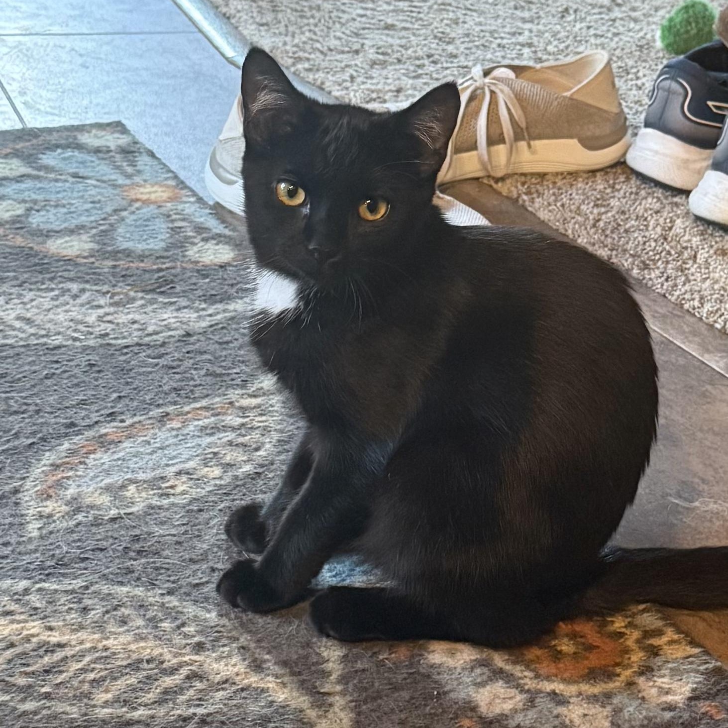 Mystique, Adoptable, Young Female Domestic Short Hair.