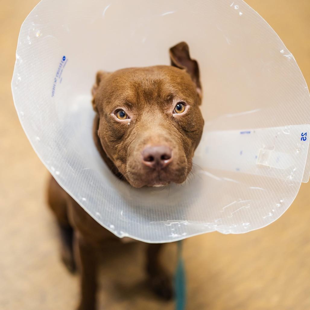 Enlarge Dusseldorf (Sponsored), a Adoptable mixed breed in East Saint Louis, IL image 1/6