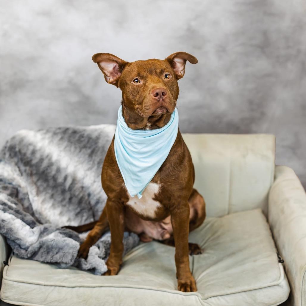 Enlarge Dusseldorf (Sponsored), a Adoptable mixed breed in East Saint Louis, IL image 2/6