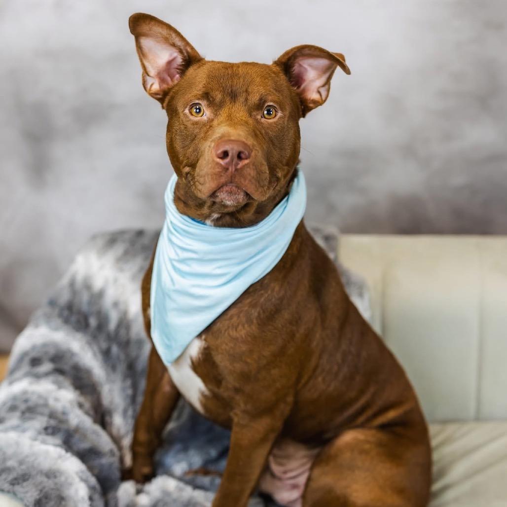 Enlarge Dusseldorf (Sponsored), a Adoptable mixed breed in East Saint Louis, IL image 3/6