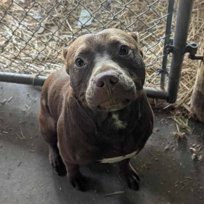 Enlarge Dusseldorf (Sponsored), a Adoptable mixed breed in East Saint Louis, IL image 6/6