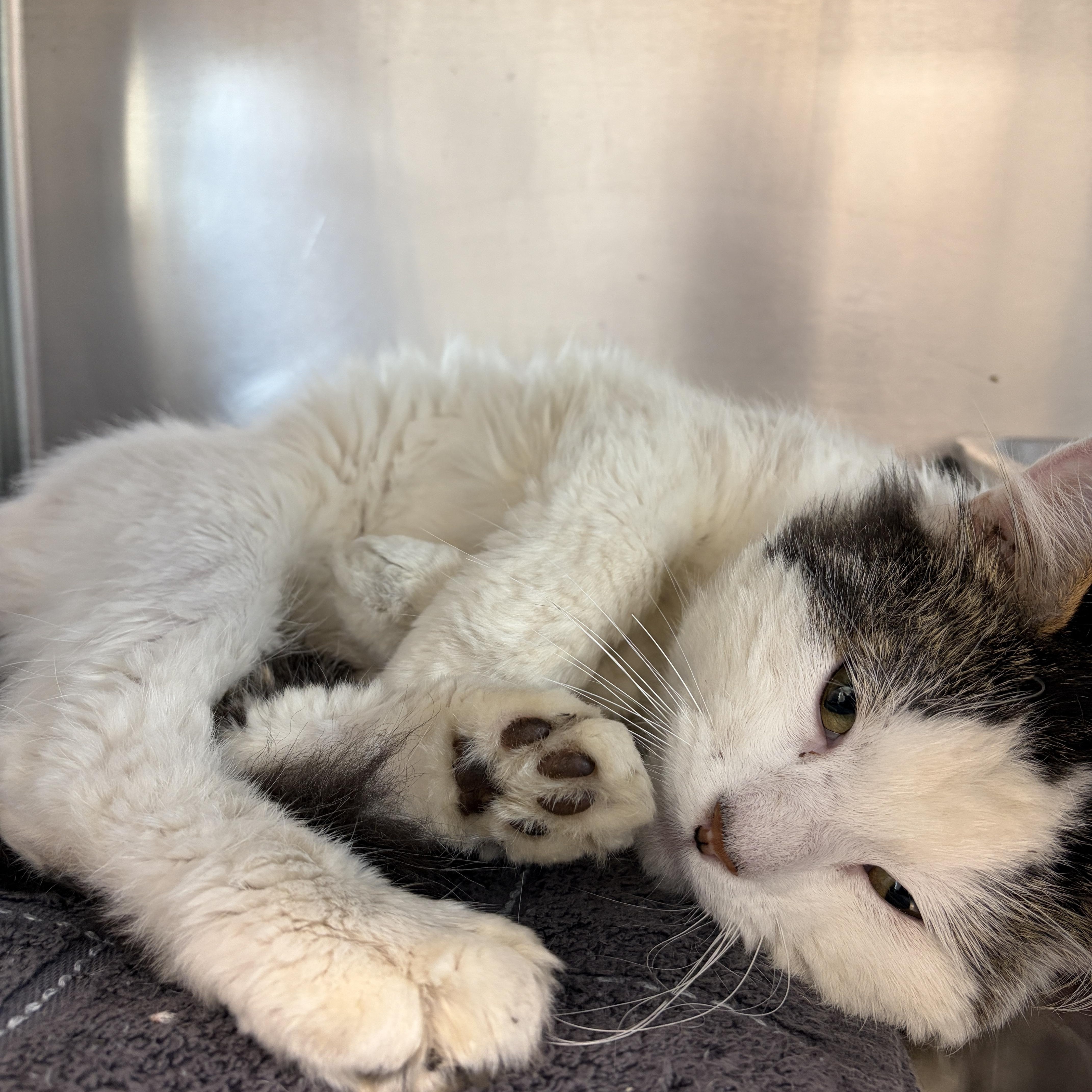 Oreo, an adopted Domestic Short Hair in Mississauga, ON image 3/5