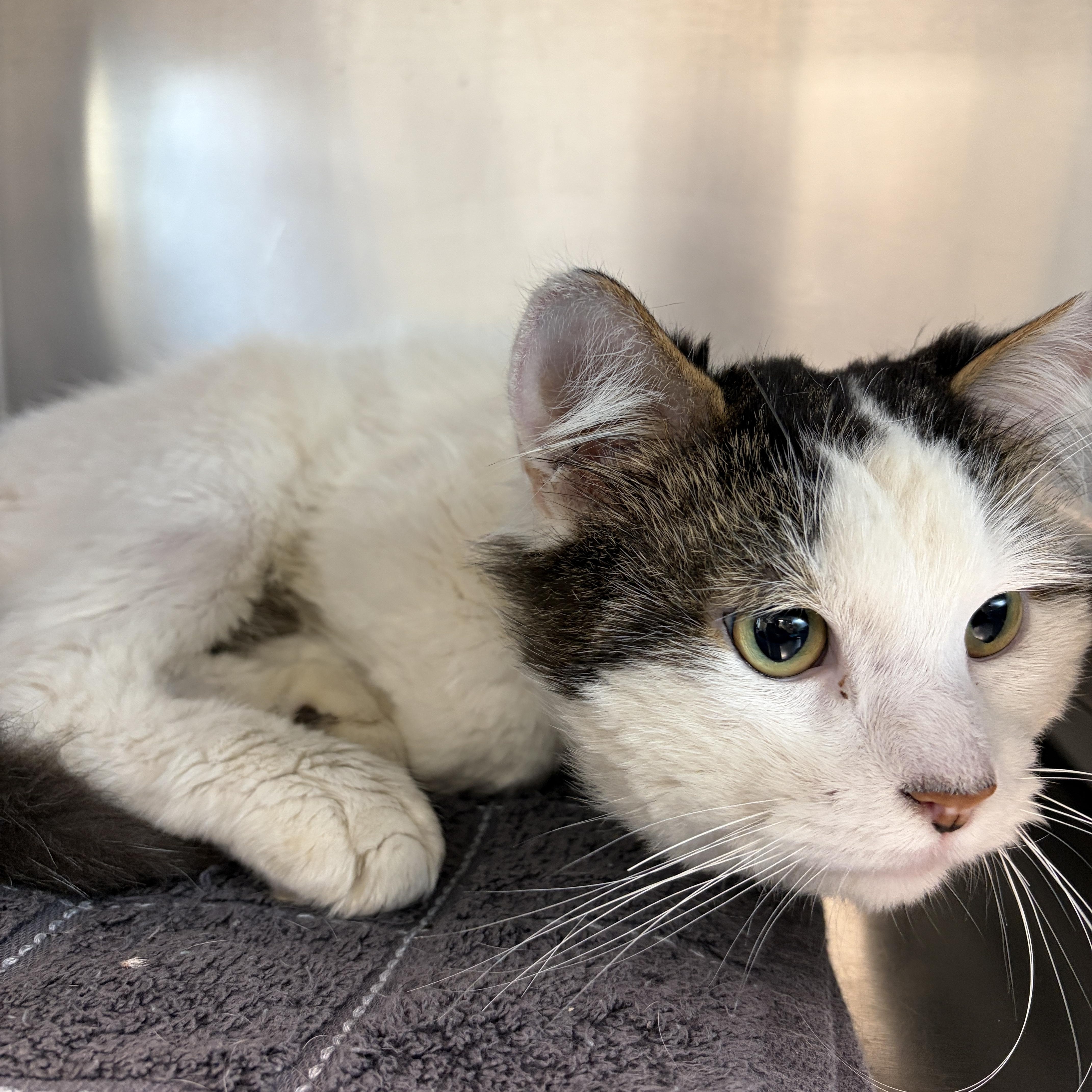 Oreo, an adopted Domestic Short Hair in Mississauga, ON image 5/5