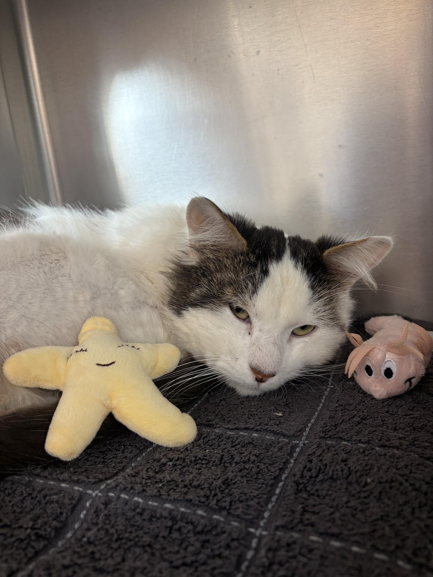 Oreo, an adopted Domestic Short Hair in Mississauga, ON image 2/5