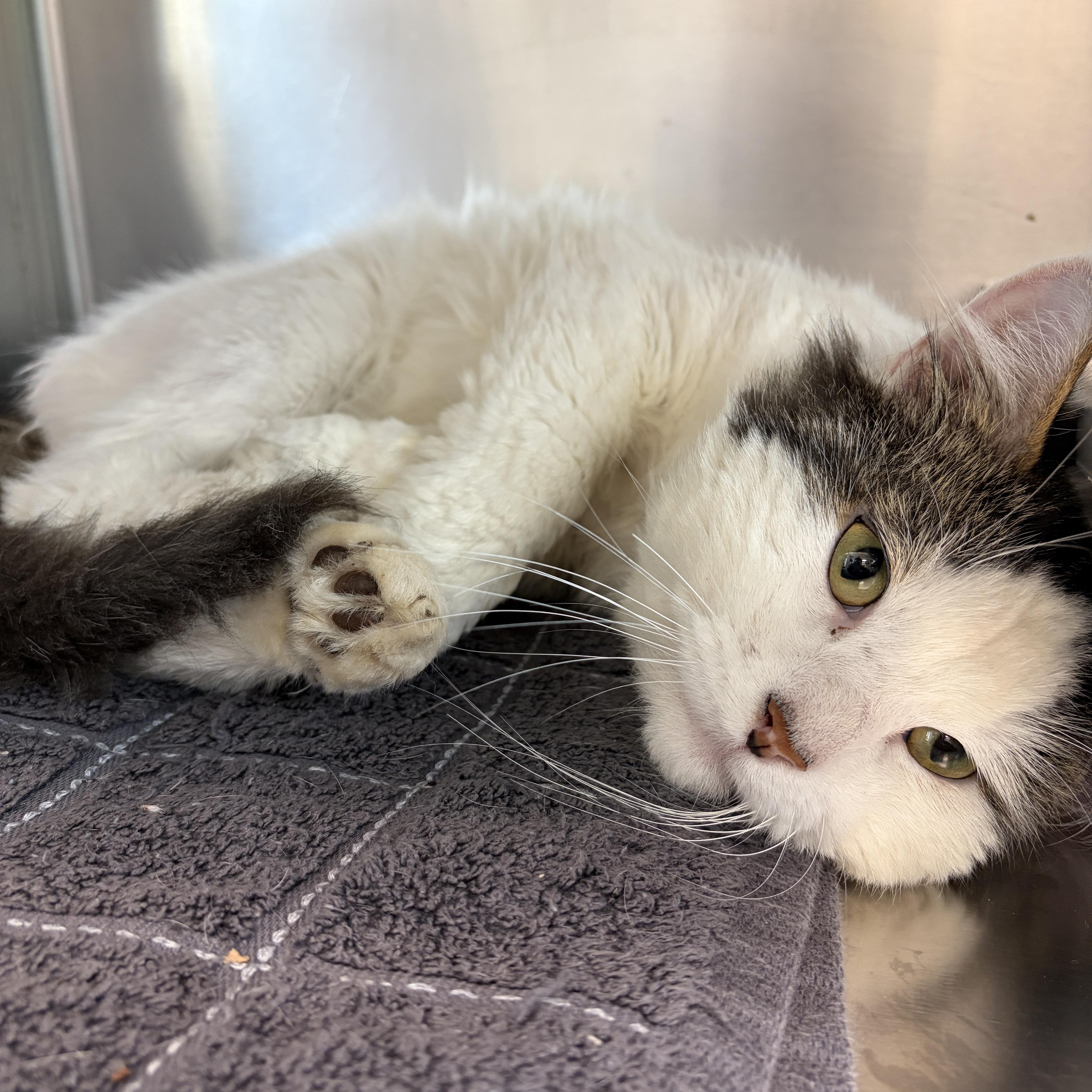 Oreo, adopted, Adult Male Domestic Short Hair.