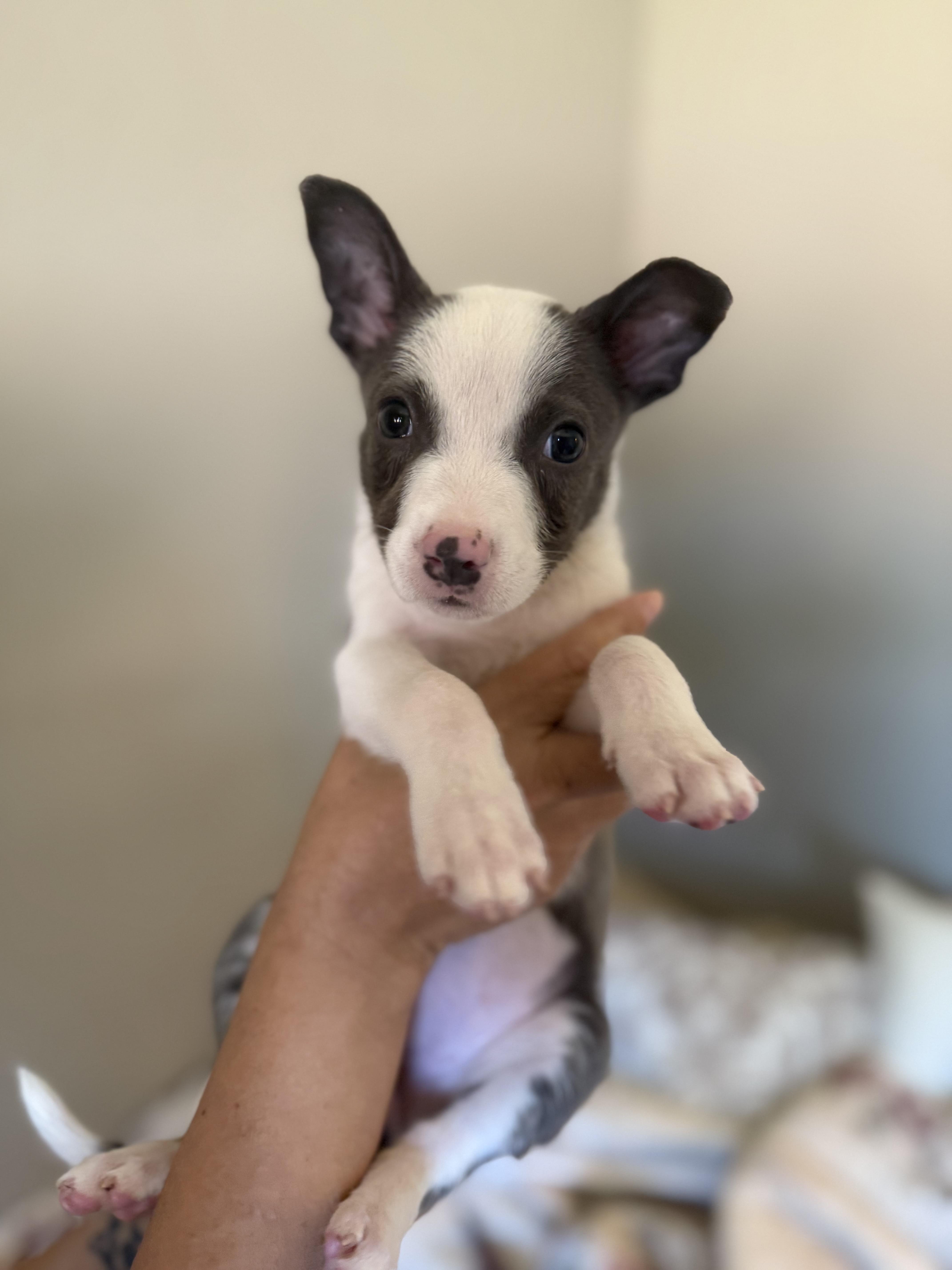 Delilah, Adopted, Puppy Female Terrier.