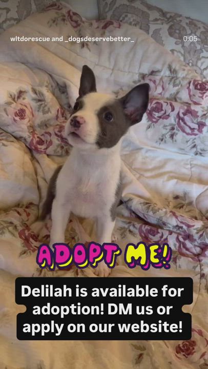 Enlarge Delilah, a Adopted mixed breed in Buena Park, CA video 2/2