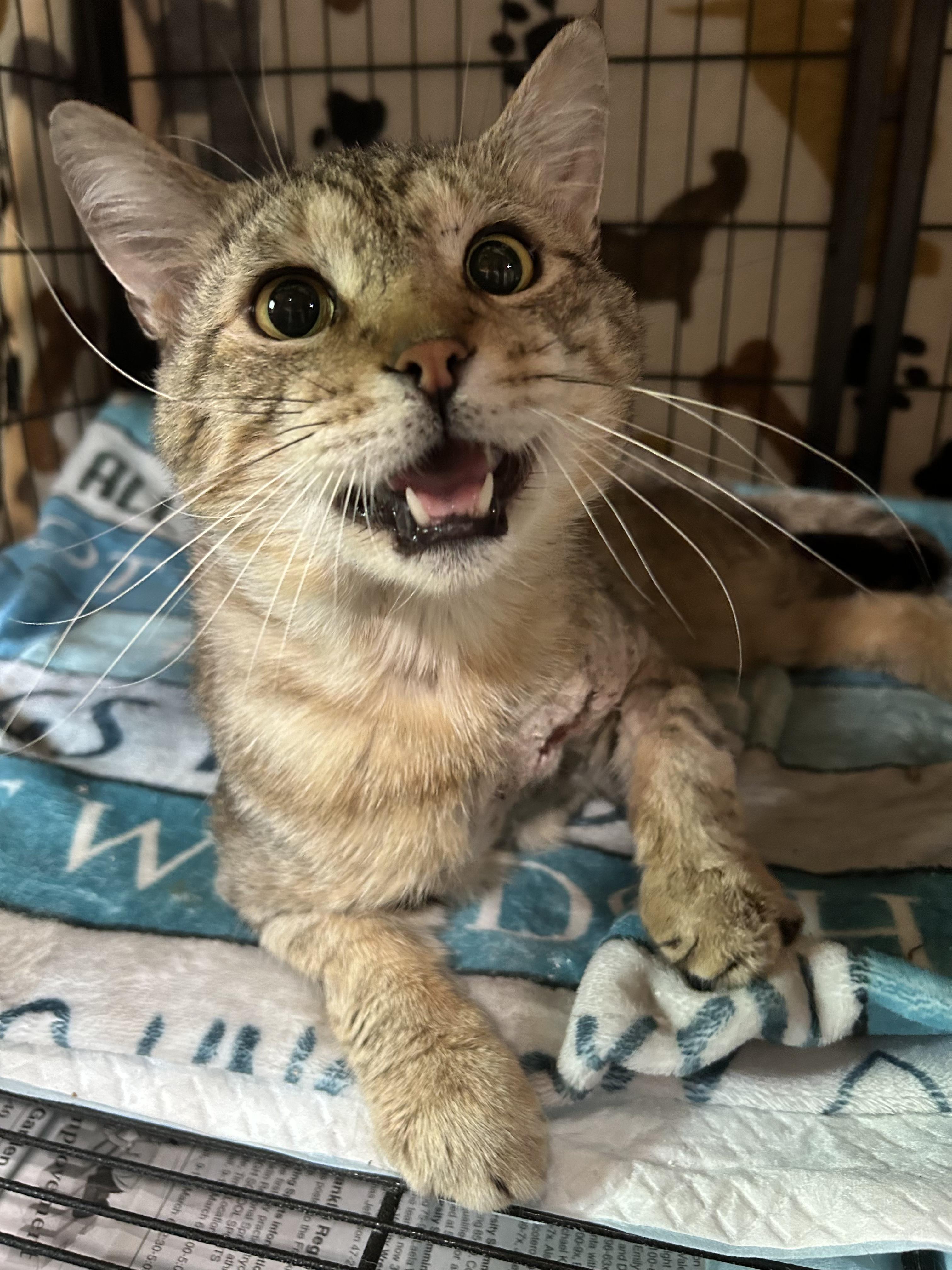 Enlarge Mr. Tiggs, a Adoptable Domestic Short Hair in North Huntingdon, PA image 2/4