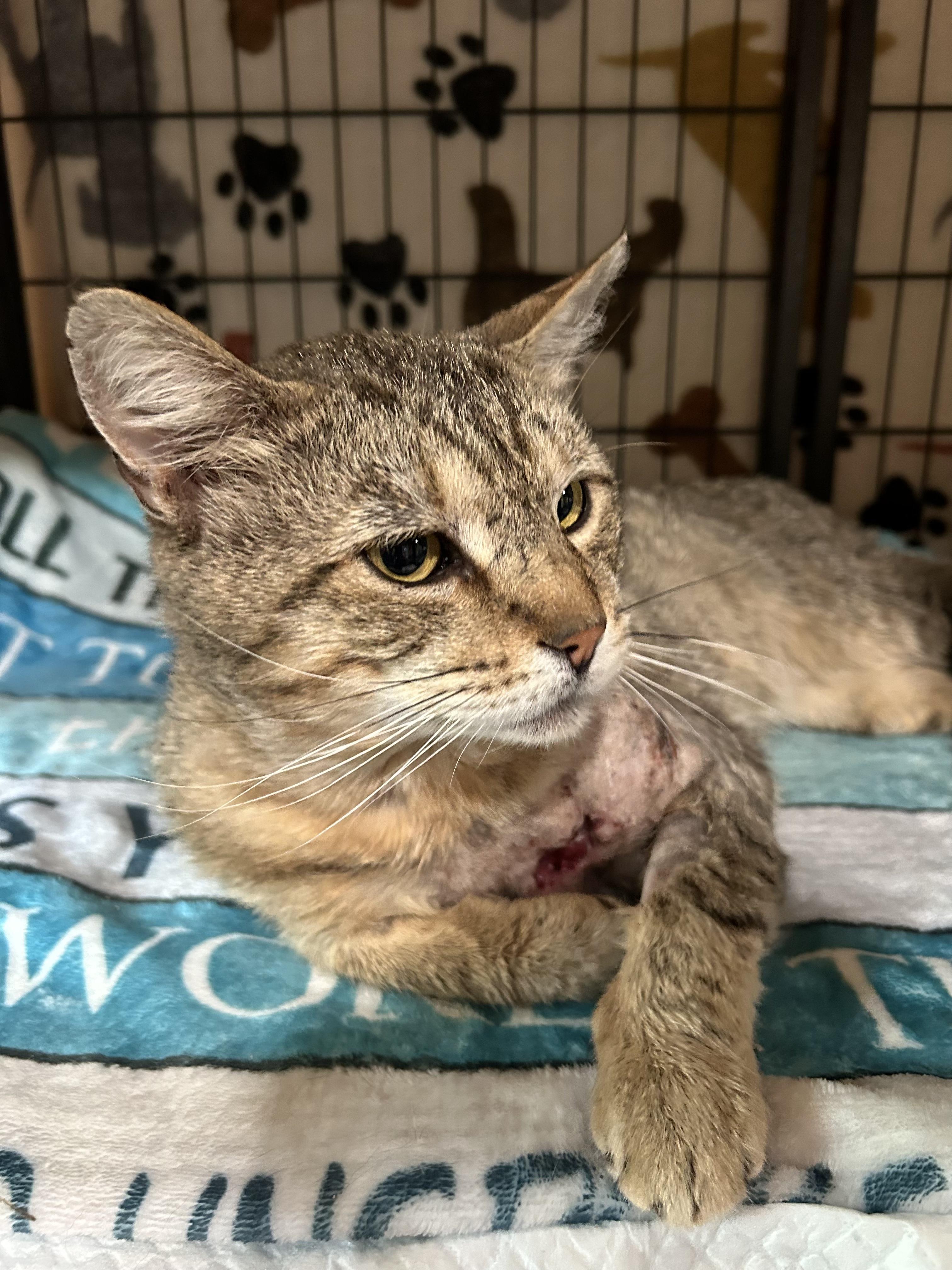 Enlarge Mr. Tiggs, a Adoptable Domestic Short Hair in North Huntingdon, PA image 3/4