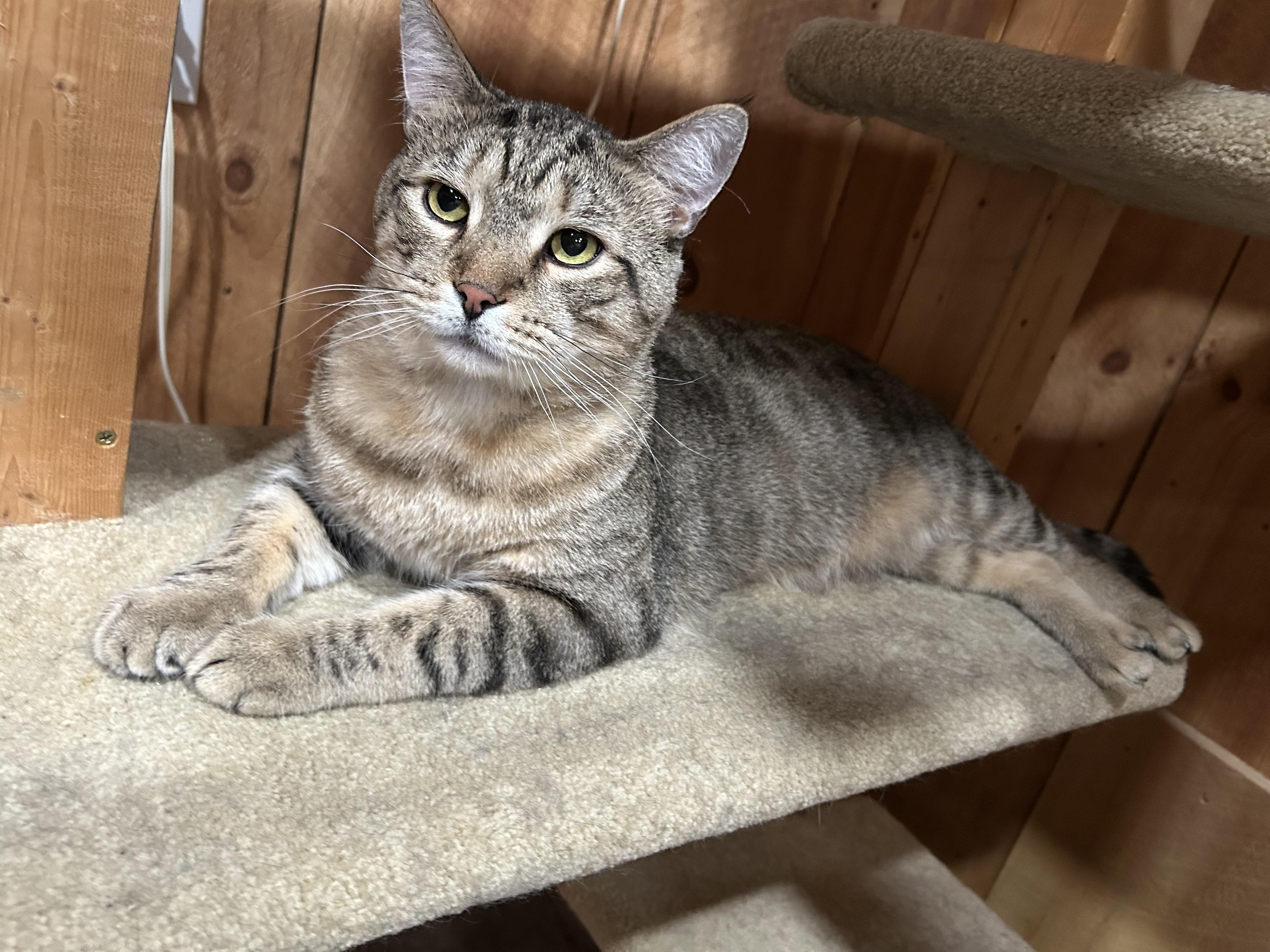 Enlarge Mr. Tiggs, a Adoptable Domestic Short Hair in North Huntingdon, PA image 4/4